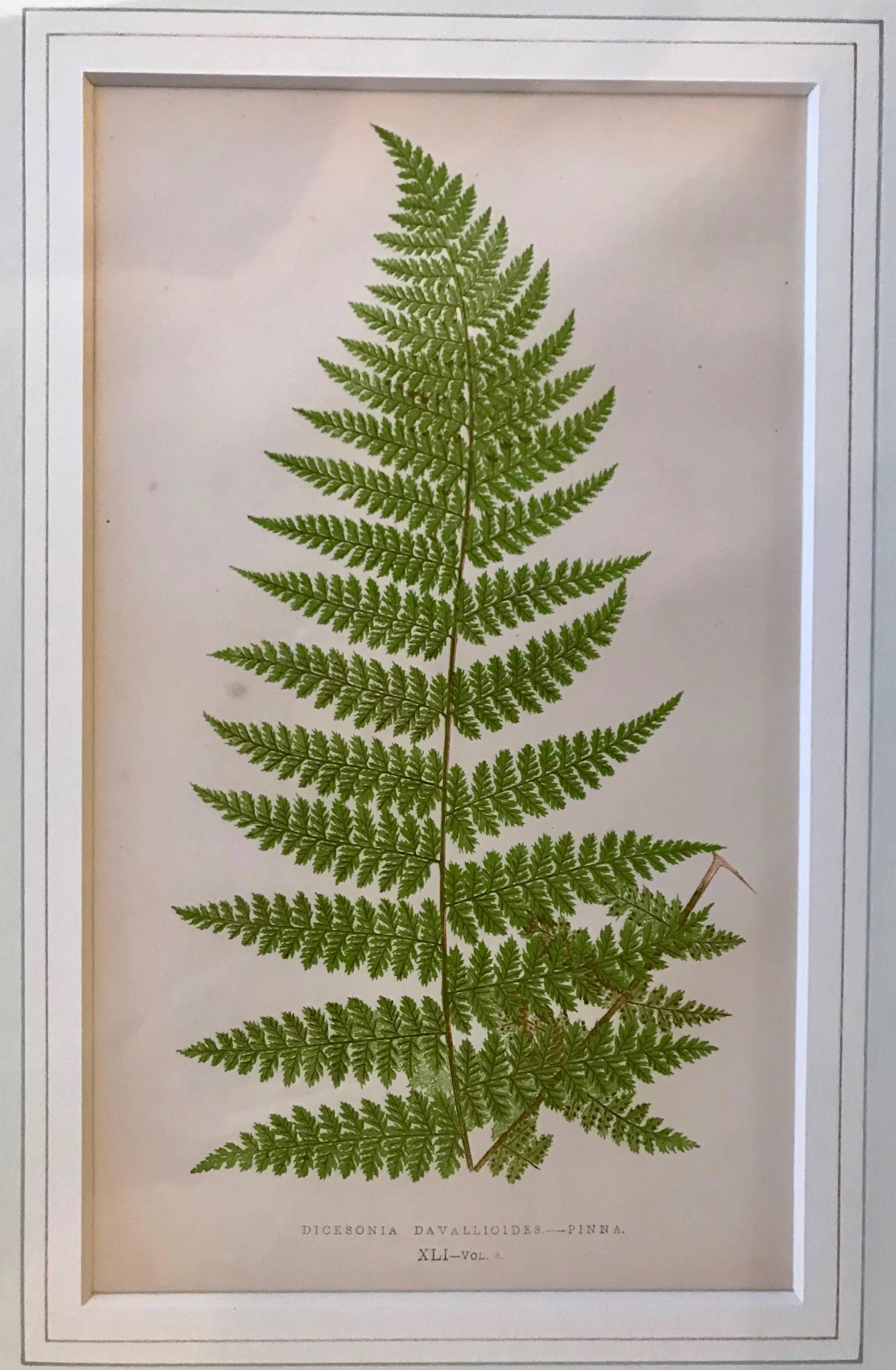 19th Century French Fern Lithograph In Excellent Condition For Sale In Boston, MA