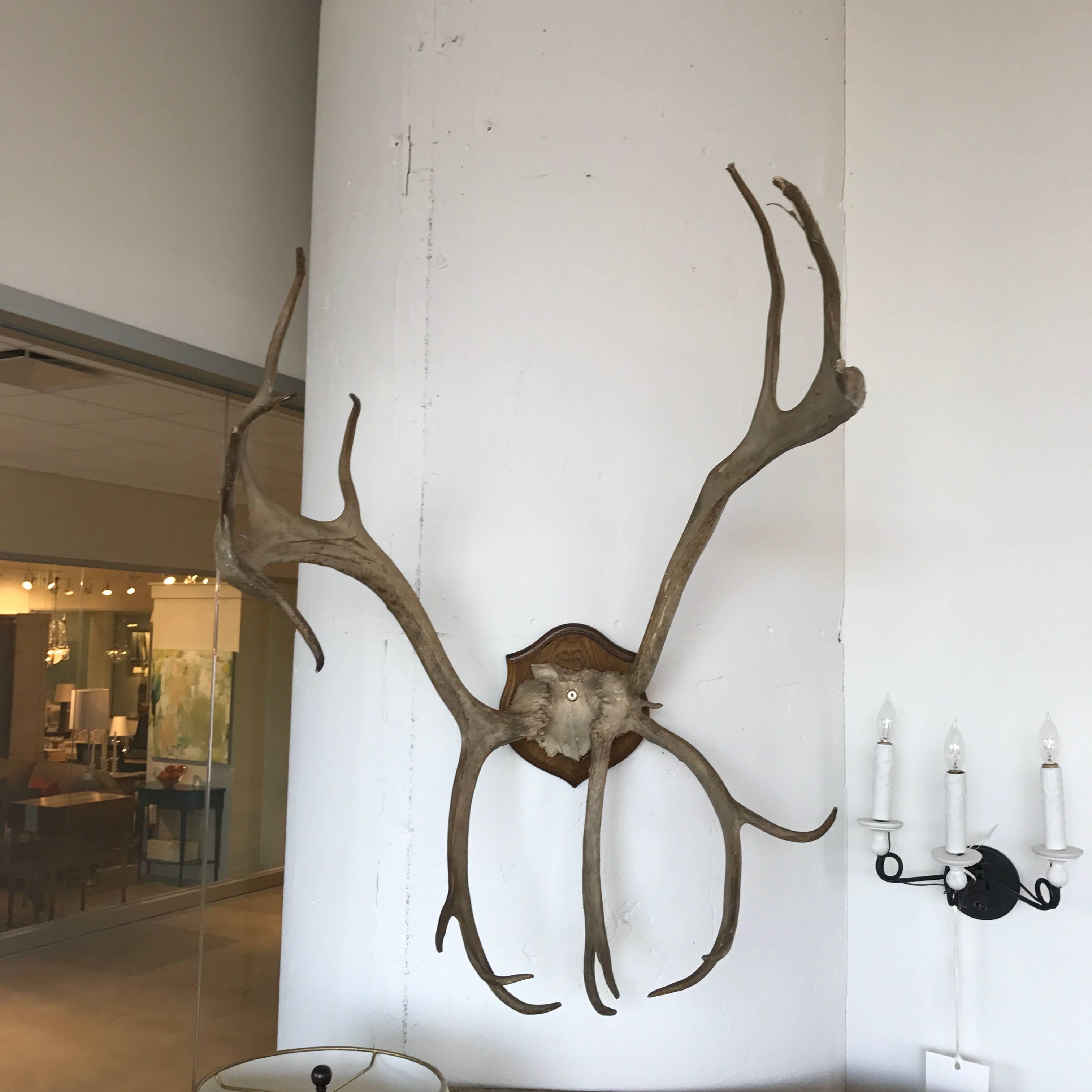 19th Century Mounted Antlers In Good Condition For Sale In Boston, MA