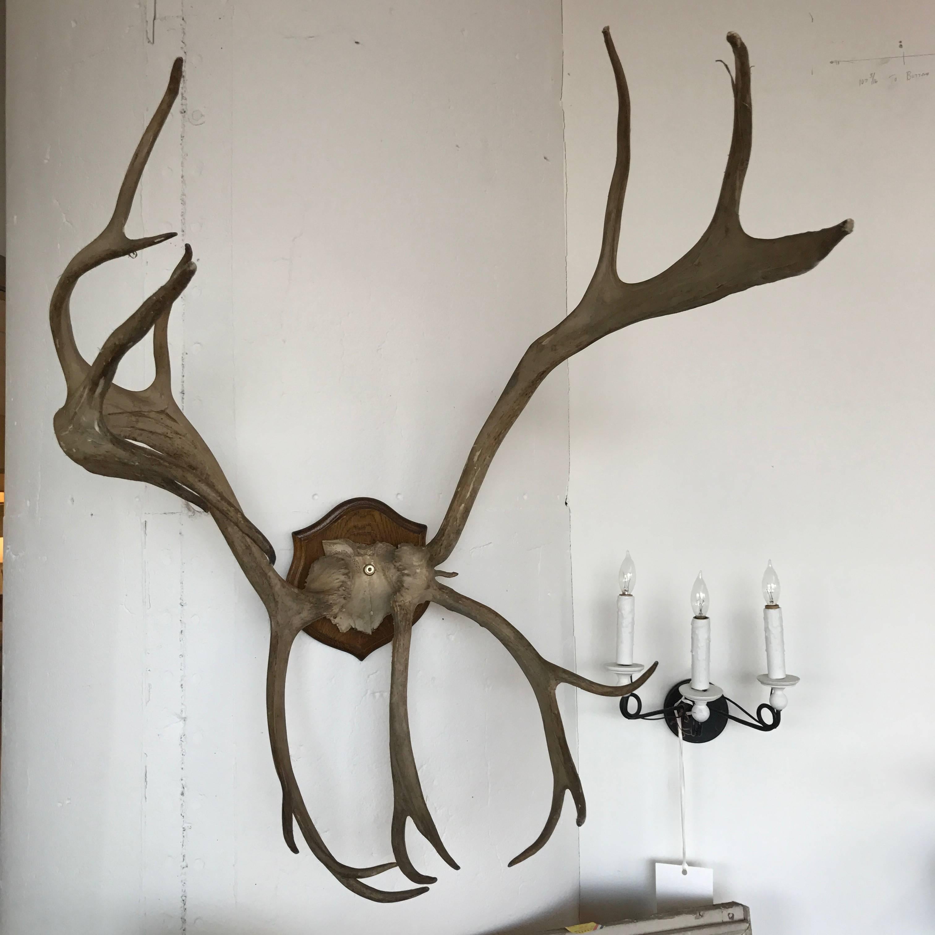 19th century Mounted Antlers.