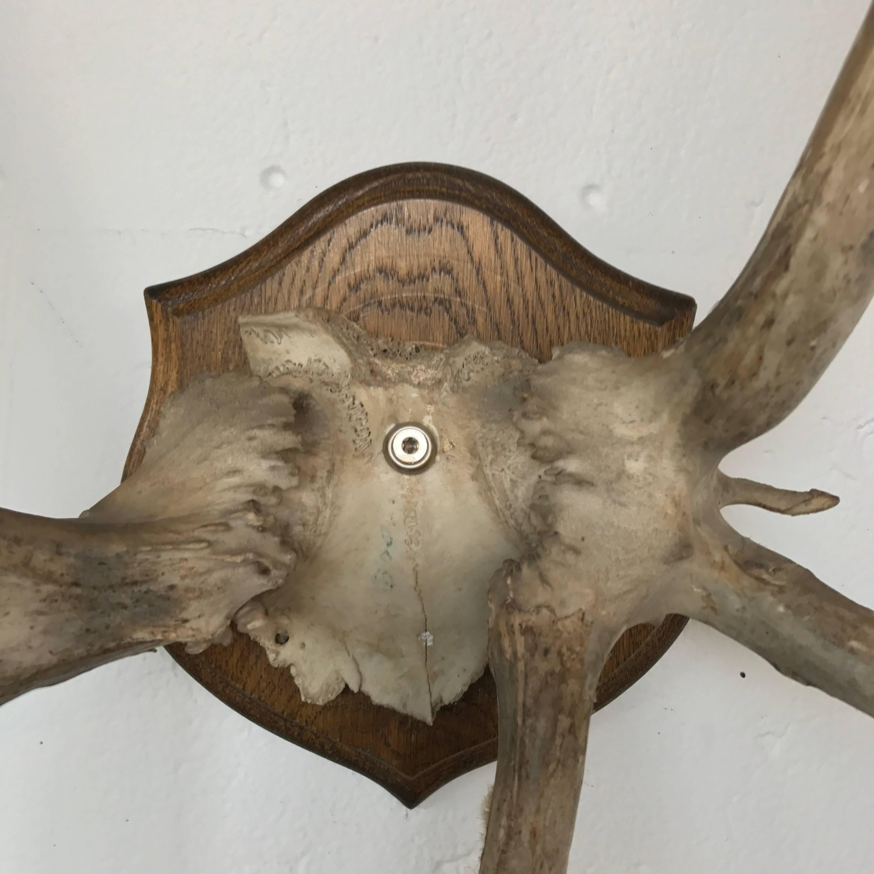 19th Century Mounted Antlers For Sale 1