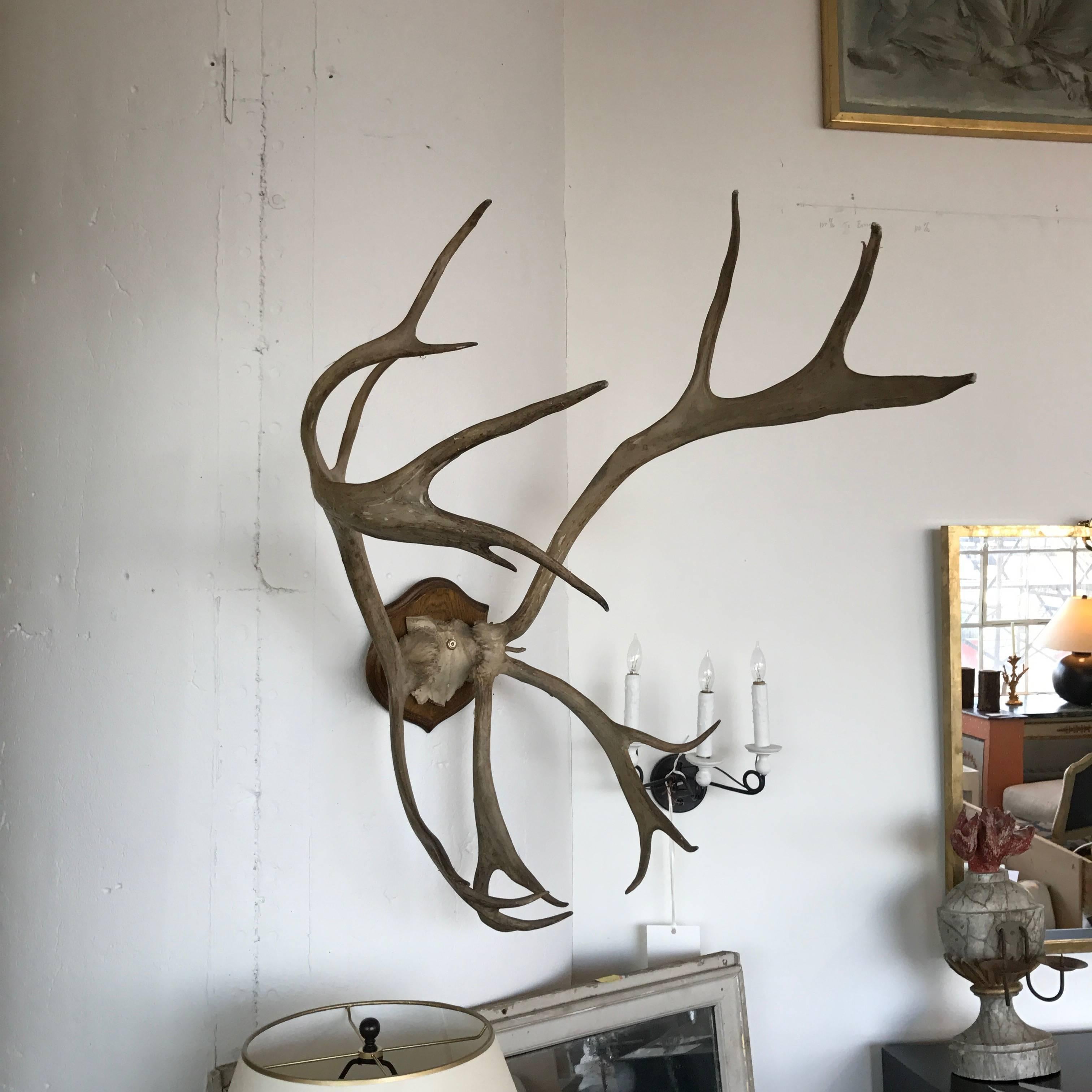 French 19th Century Mounted Antlers For Sale