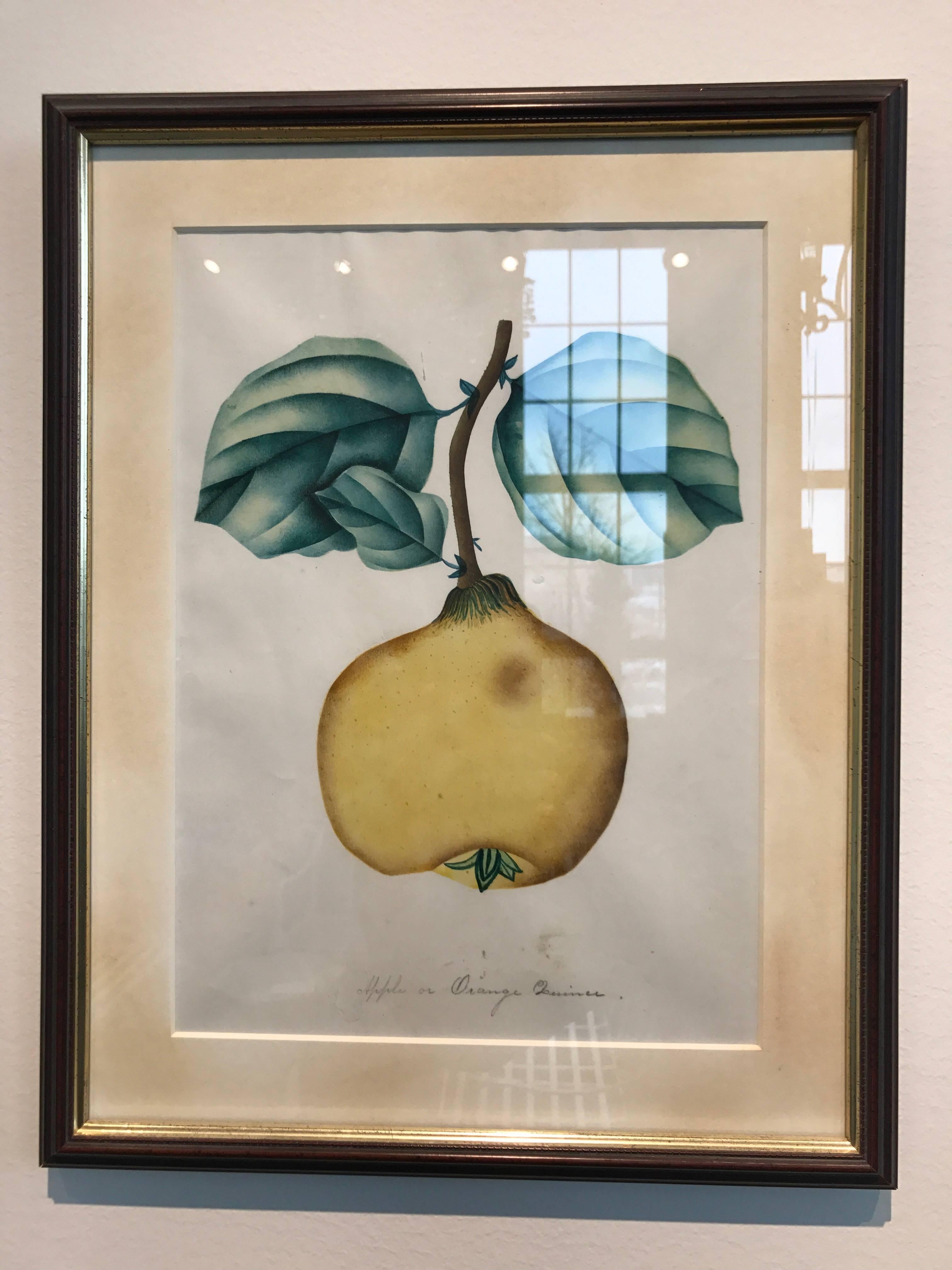 19th Century Set of 12 Watercolors of Fruit Studies In Excellent Condition In Boston, MA