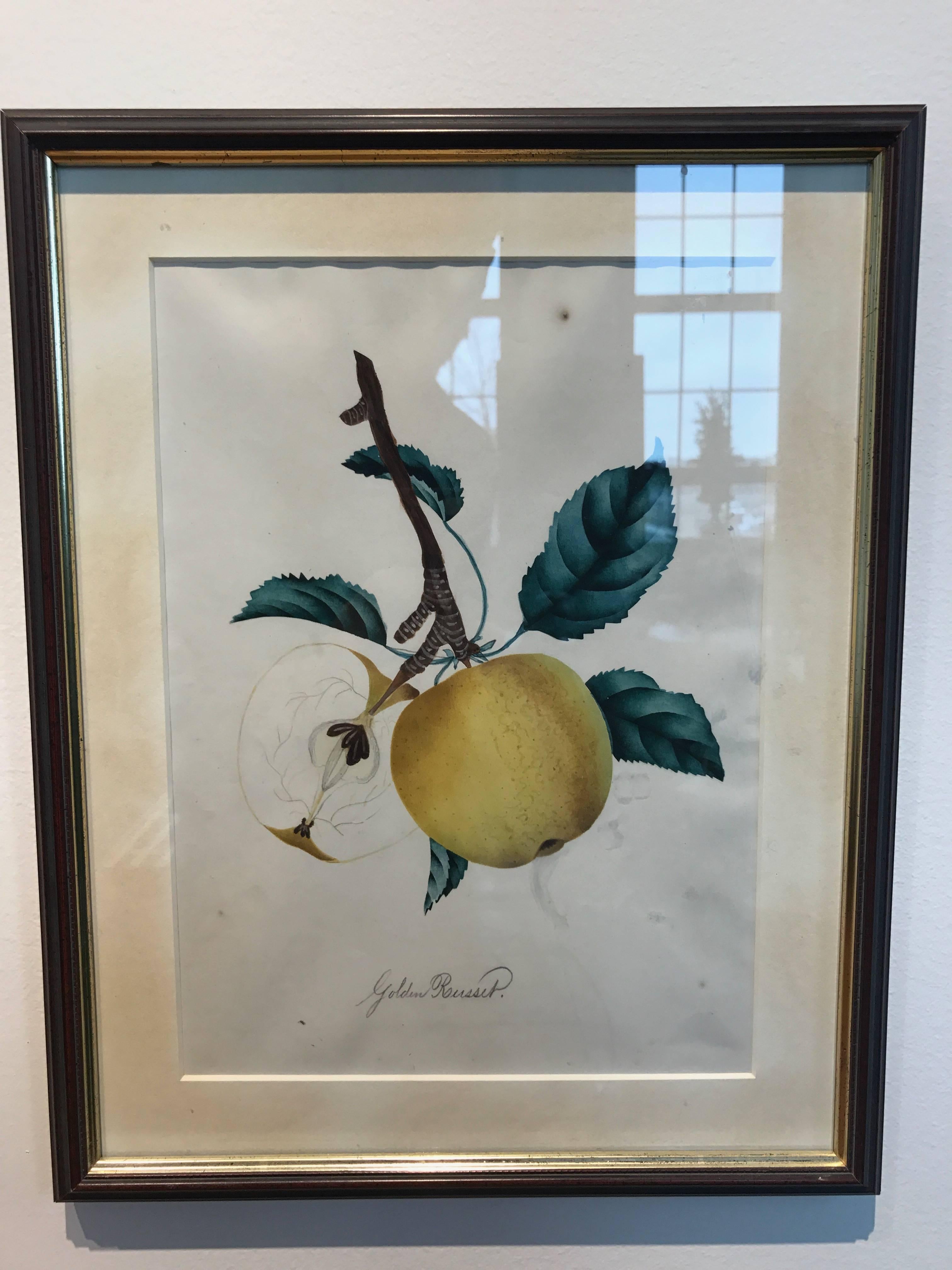 19th Century Set of 12 Watercolors of Fruit Studies 6
