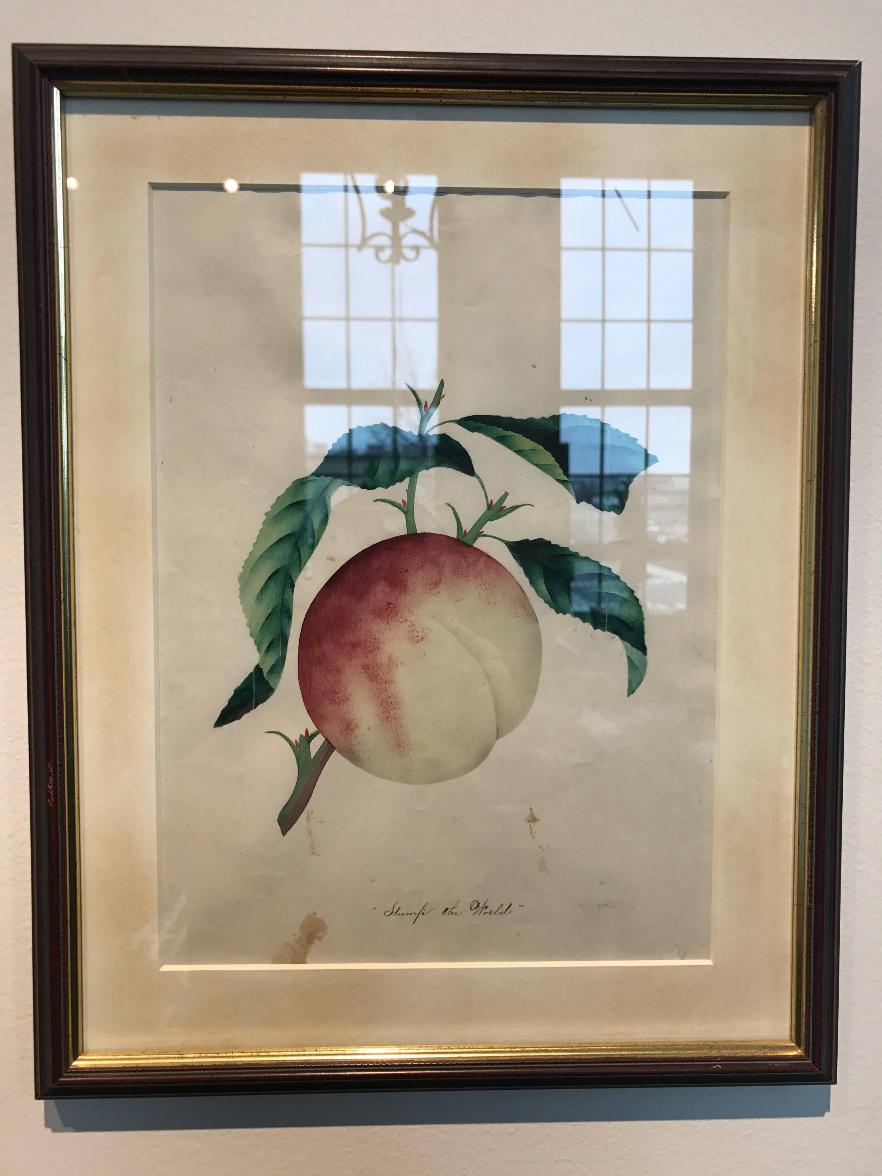 19th Century Set of 12 Watercolors of Fruit Studies 2