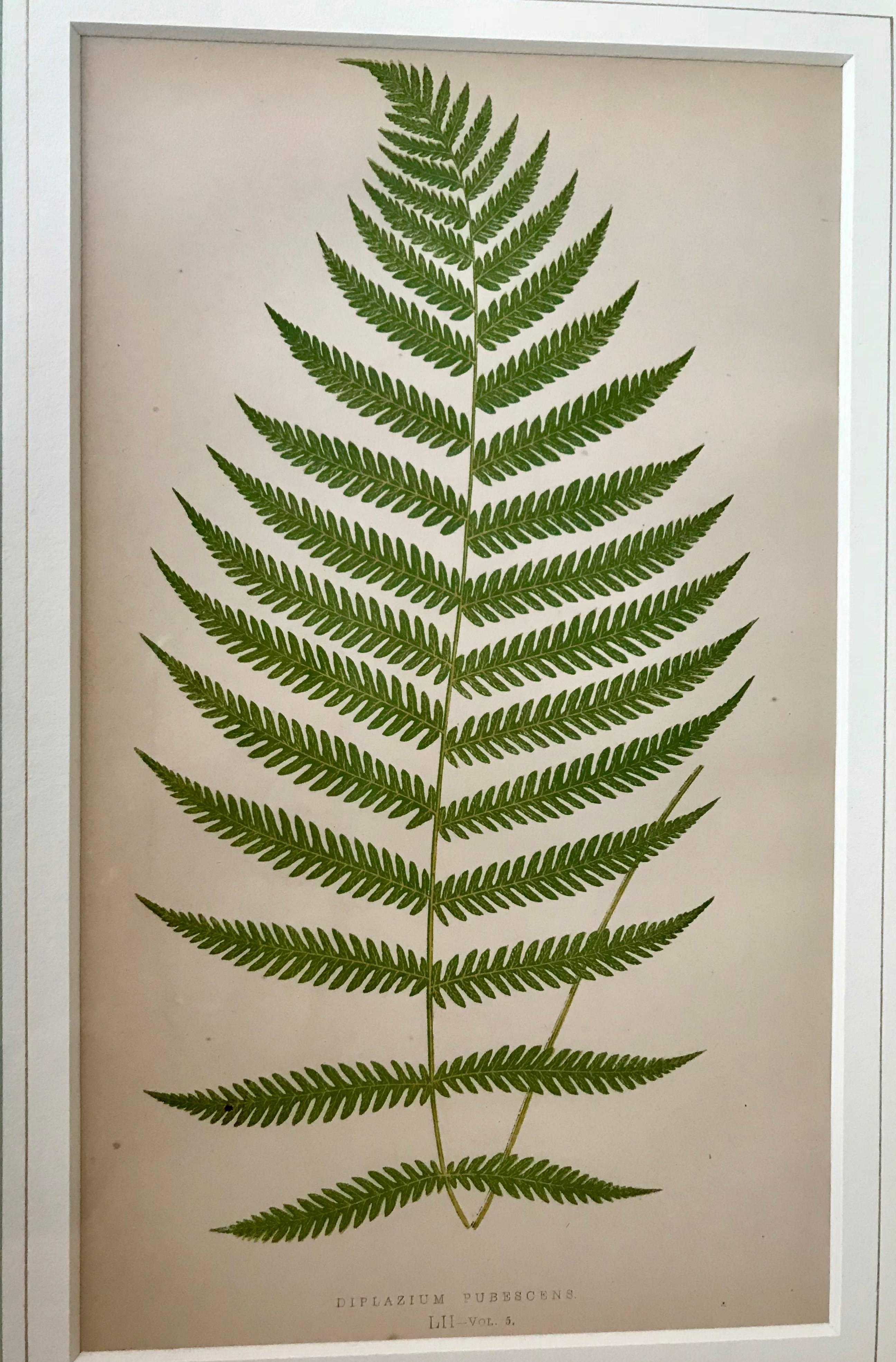 19th Century French Fern Lithograph 1