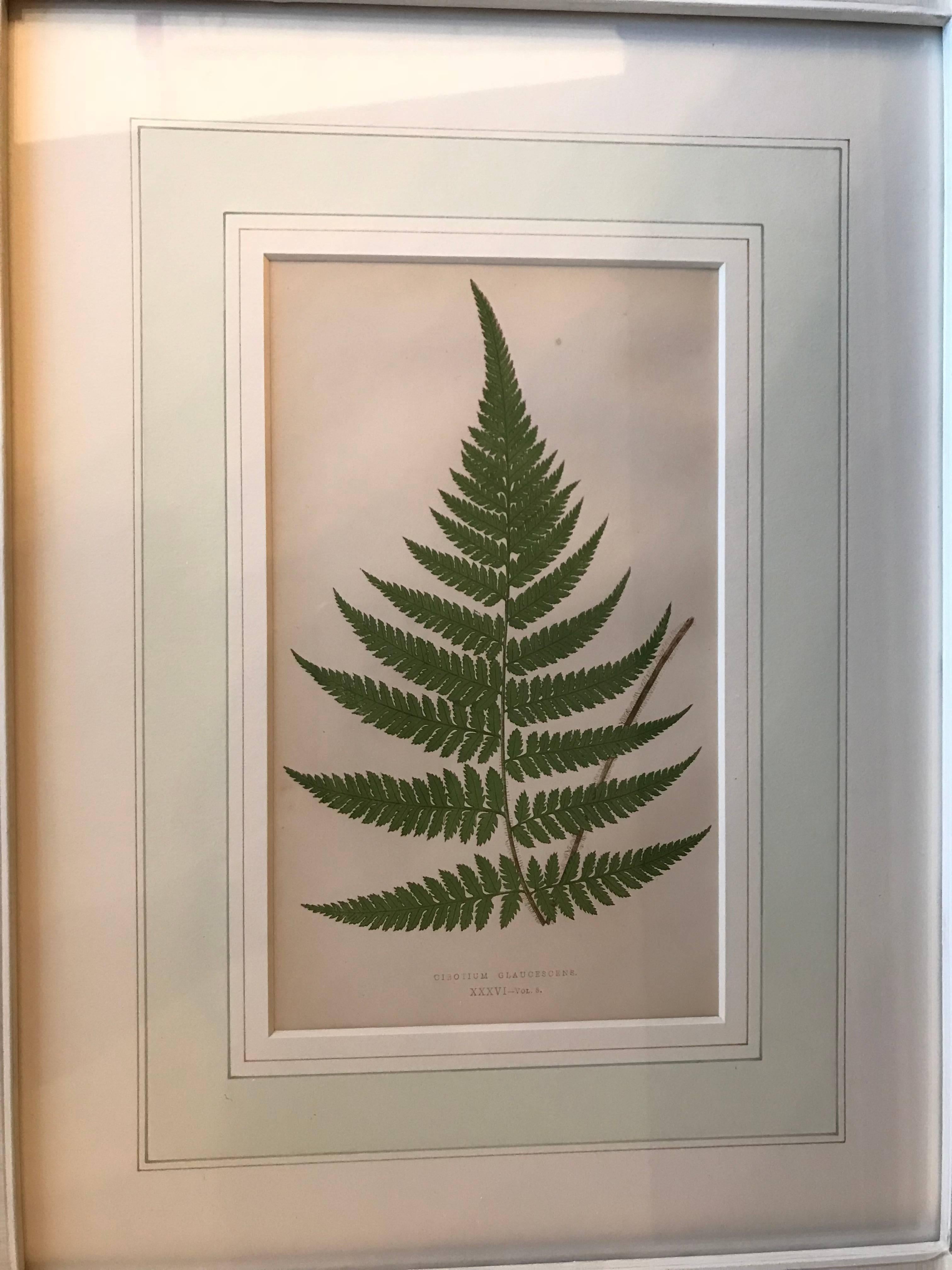 Hand-Painted 19th Century French Fern Lithograph
