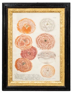 Set of Four Framed J.W Weinmann Hand Colored Engravings Of Poppies