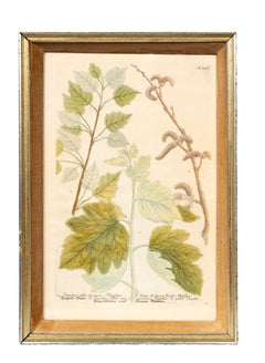 Set Of Eight Framed Botanicals By J. Wilhelm Weinmann
