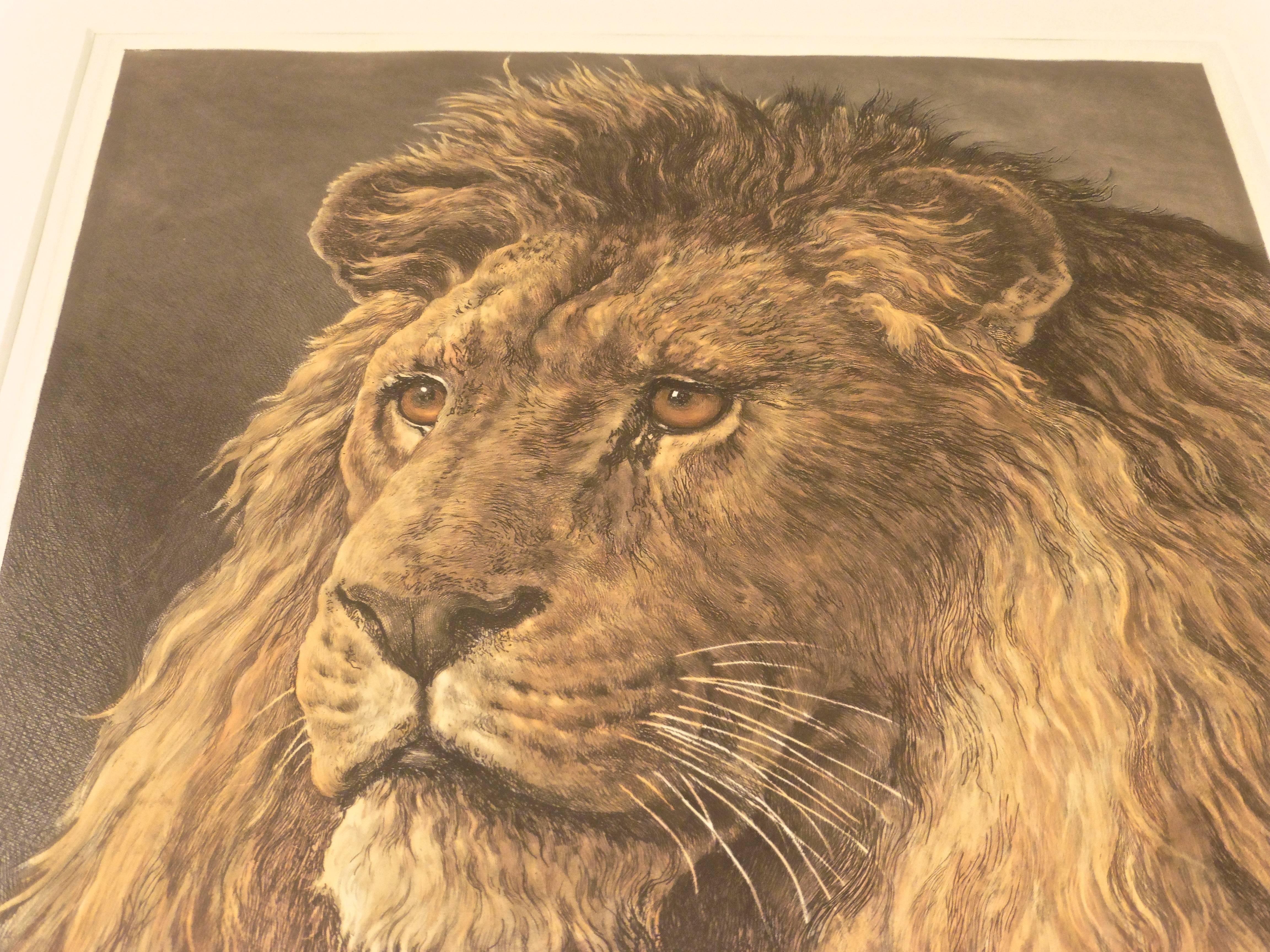 Hand-colored original engravings of a Lion and Tiger by the artist Herbert Dicksee (1862-1942). The regal lion with a fantastically detailed mane, solemnly gazing off into the distance, whilst the tiger glares at the viewer, mid-snarl, circa 1930,