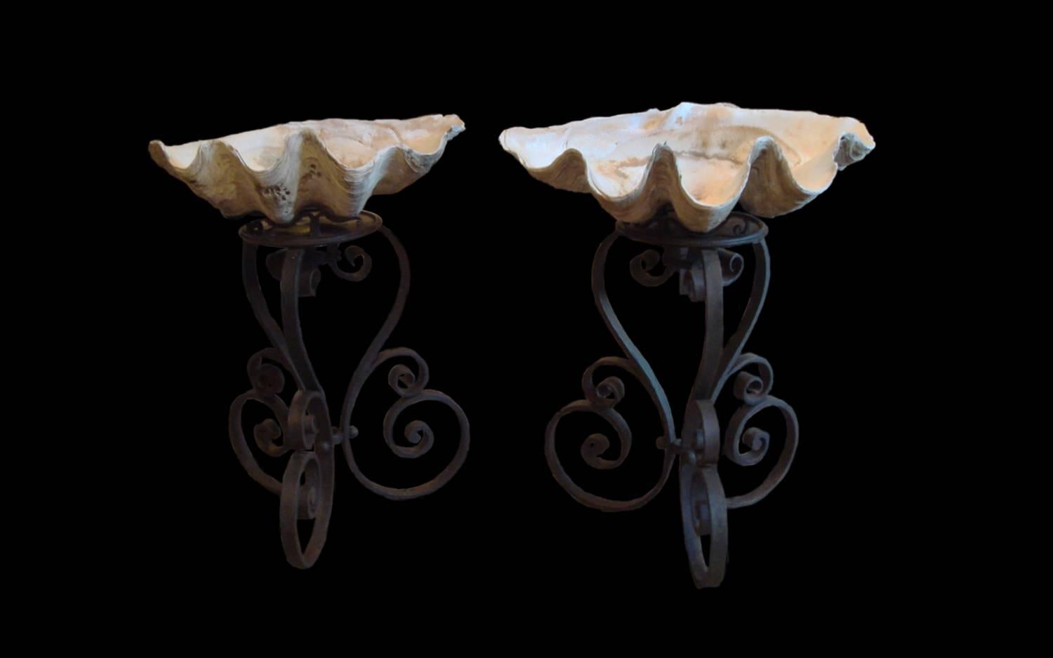 Pair of fabulous gigantic clam shells mounted on custom hand-forged iron bases. The bases date approximately from 1890's. The date of the clam shells is difficult to determine.

The metal stands are 32.5" in height.
Clam shell #1 H44" x