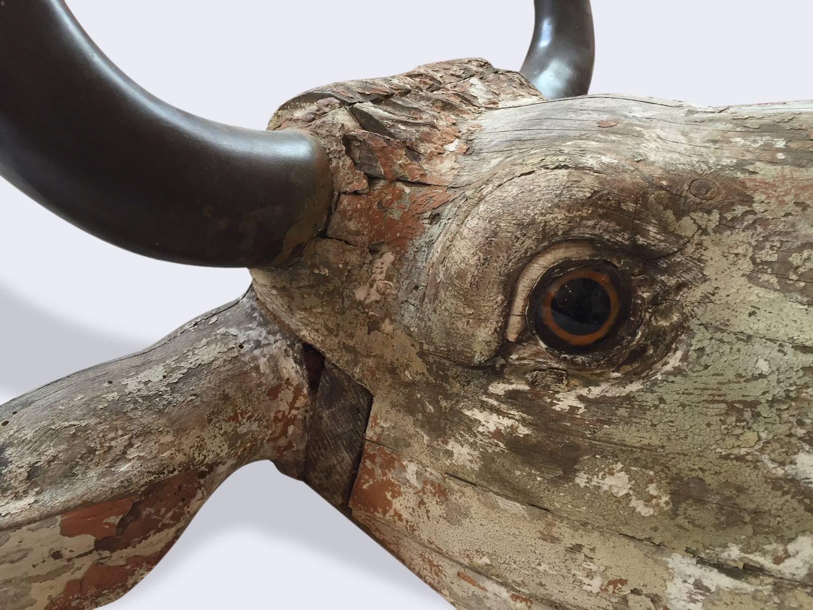 Head of a Bull with Bronzed Horns 2