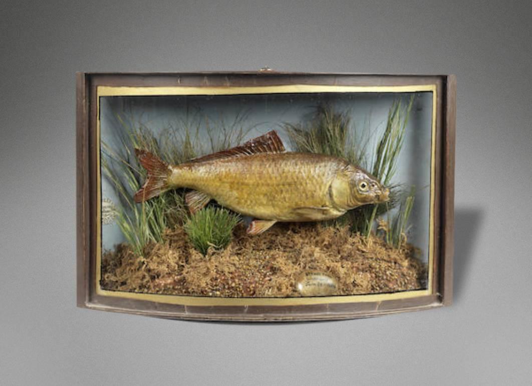 A large cased Pike probably by Williams & Son within ebonized glazed display case, with modern paper label to the reverse inscribed Williams & Son Naturalist, 2 Dame St, Dublin. By special appointment to the Lord Lieutenant, from the original label-