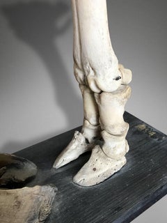 19th Century Bovine Anatomical Specimen