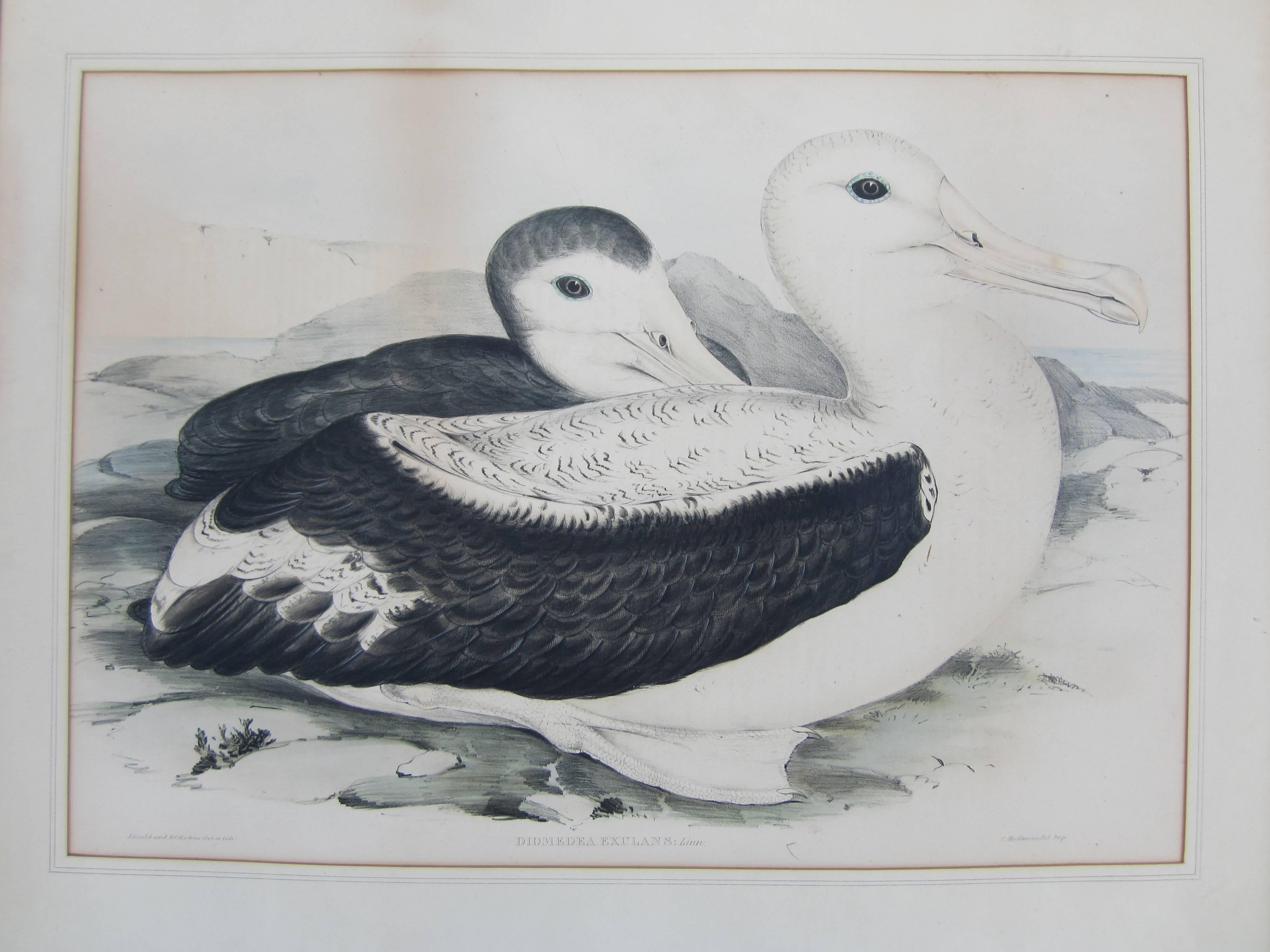 John Gould (14 septembre 1804-3 février 1881) était un ornithologue et un artiste ornithologue anglais. Il a publié un certain nombre de monographies sur les oiseaux, illustrées par des planches qu'il a réalisées avec l'aide de sa femme, Elizabeth