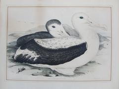 "Diomedea Exulans Linn" Wandering Albatross Monograph by Gould and Richter
