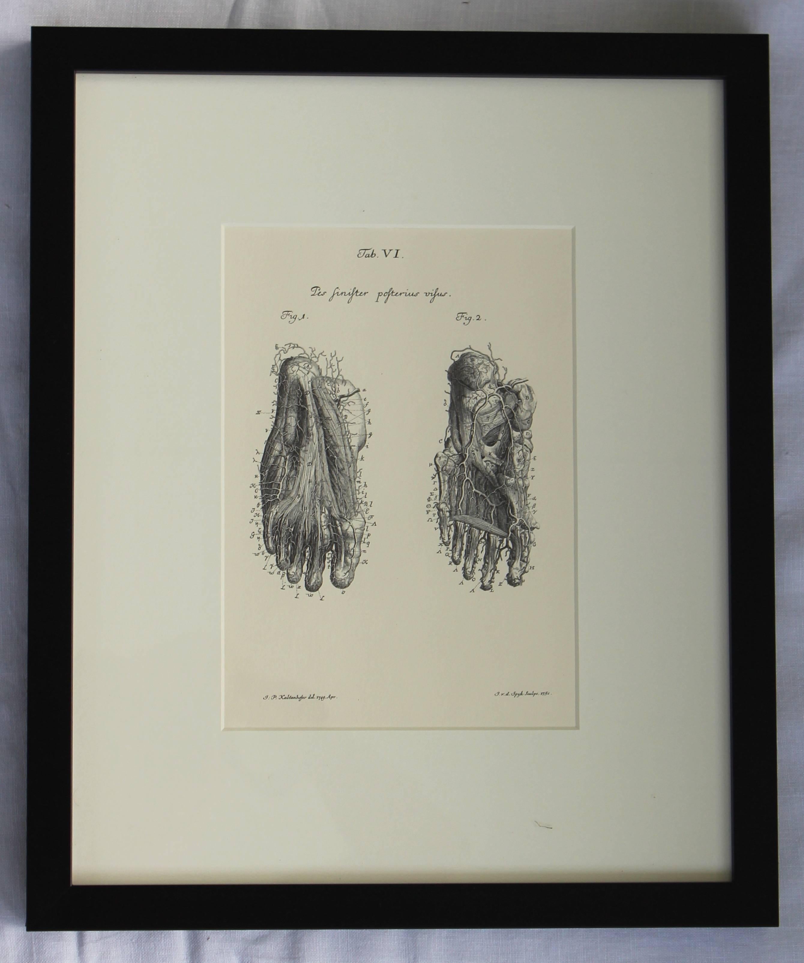 Set of eight anatomical lithographs after Albrecht Von Haller. 

Published by Ashford Press, Sols Point, Clinton, CT.
Printed by the Meridan Gravure, Meridan, CT, April, 1982.
Plates reproduced by the courtesy of the Historical Library, Yale School