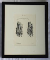 Set of Eight Anatomical Lithographs after Albrecht Von Haller