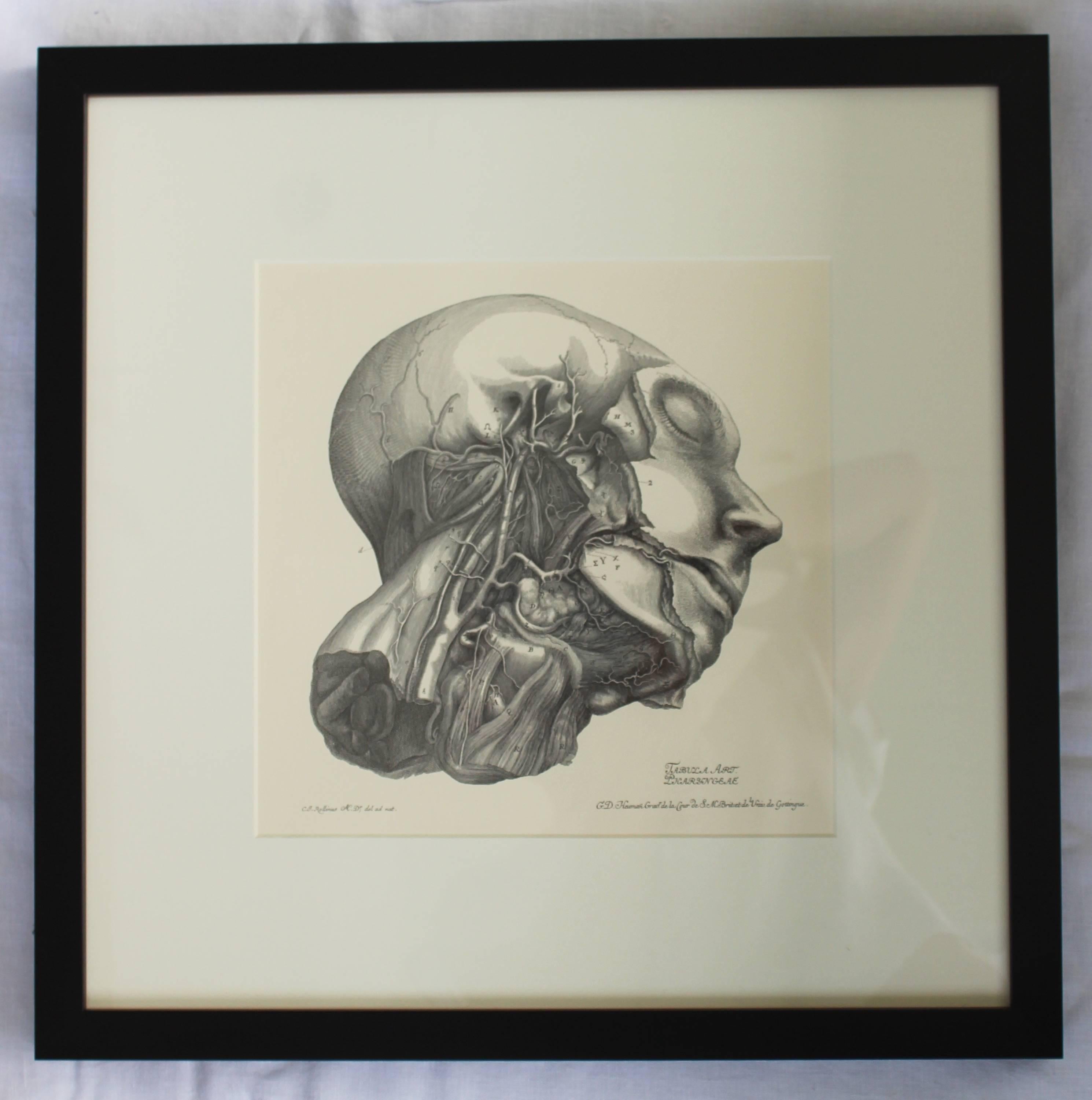 Set of Eight Anatomical Lithographs after Albrecht Von Haller In Excellent Condition For Sale In East Hampton, NY