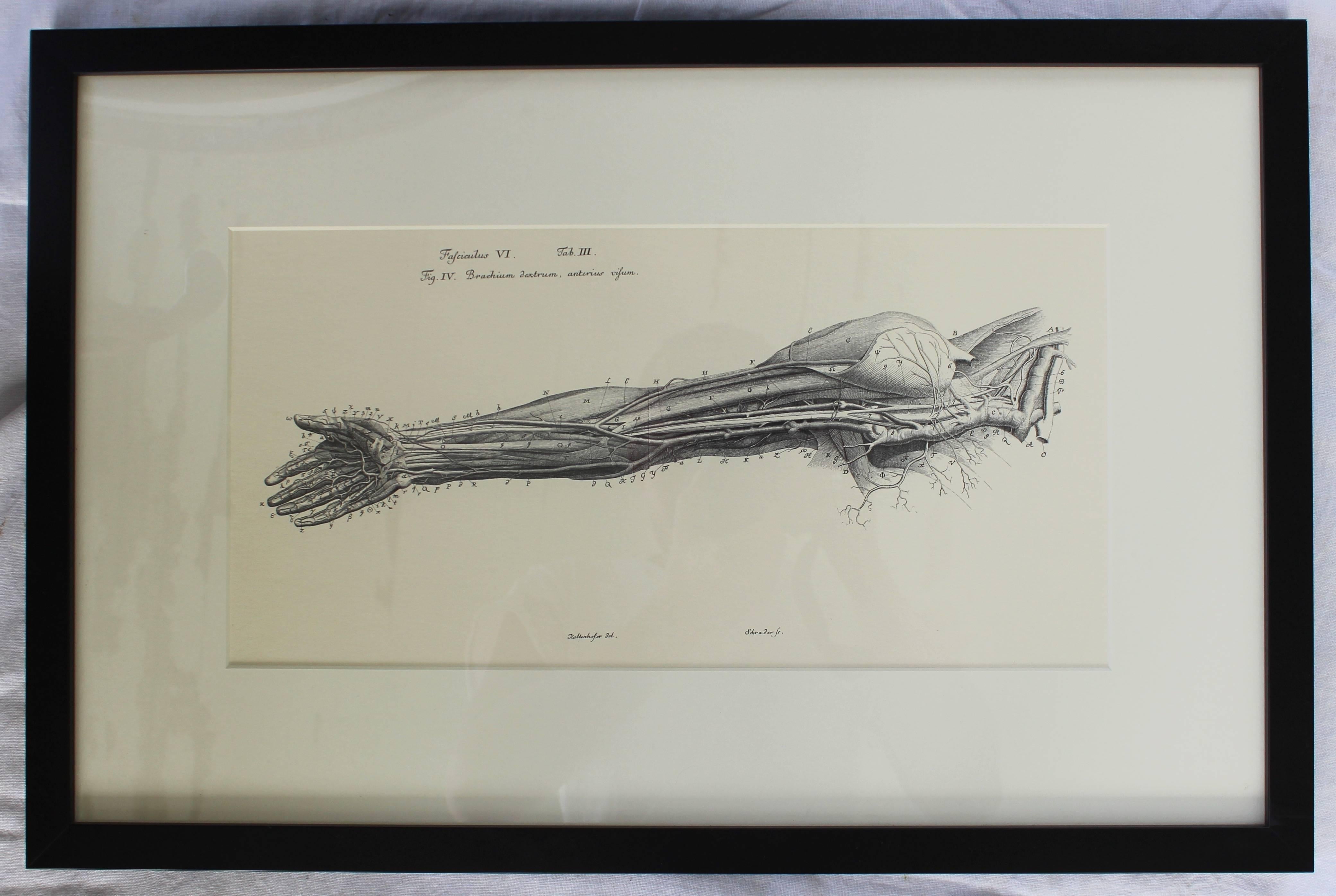 20ième siècle Ensemble de huit lithographies anatomiques d'après Albrecht Von Haller en vente