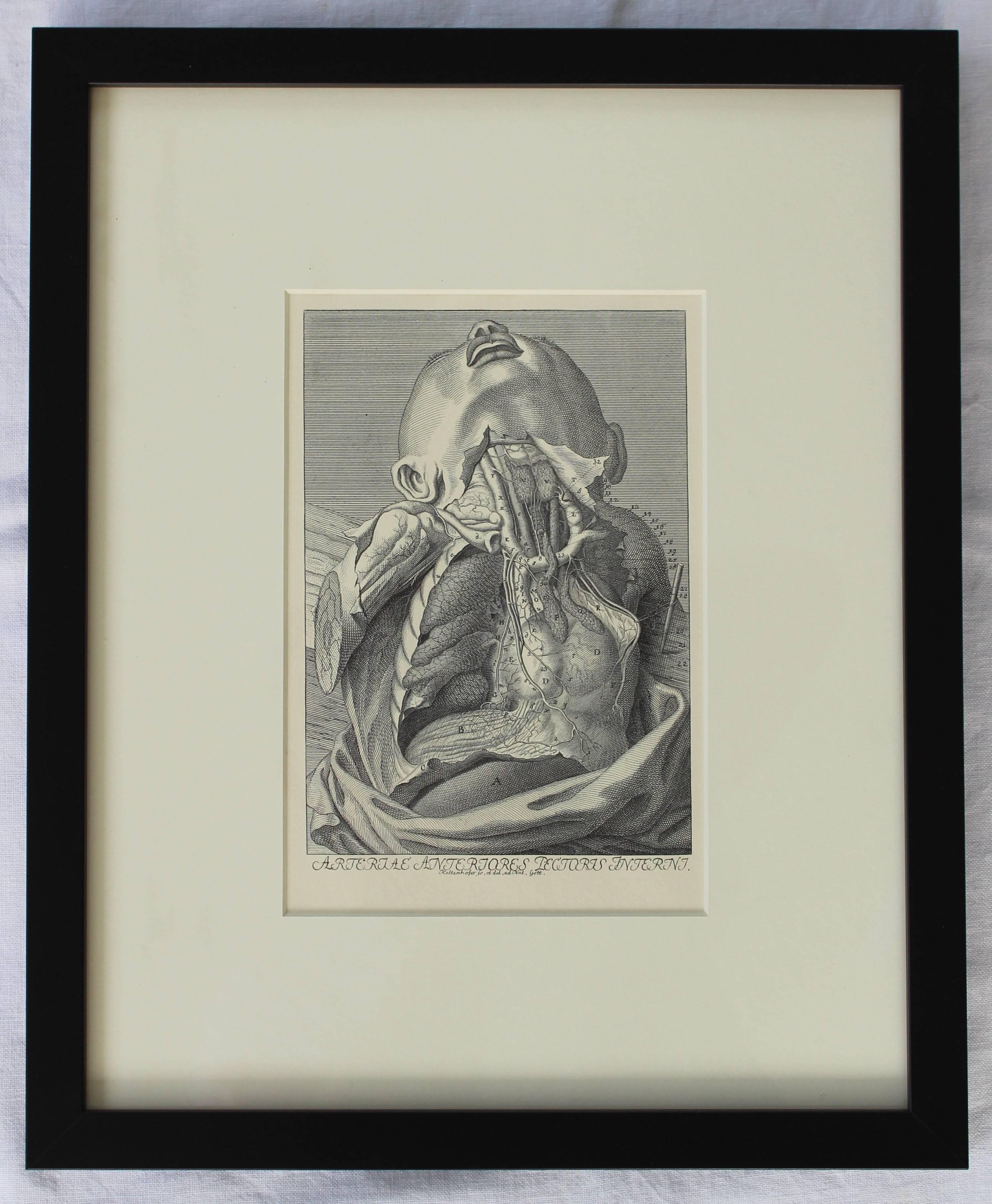 Set of Eight Anatomical Lithographs after Albrecht Von Haller For Sale 1