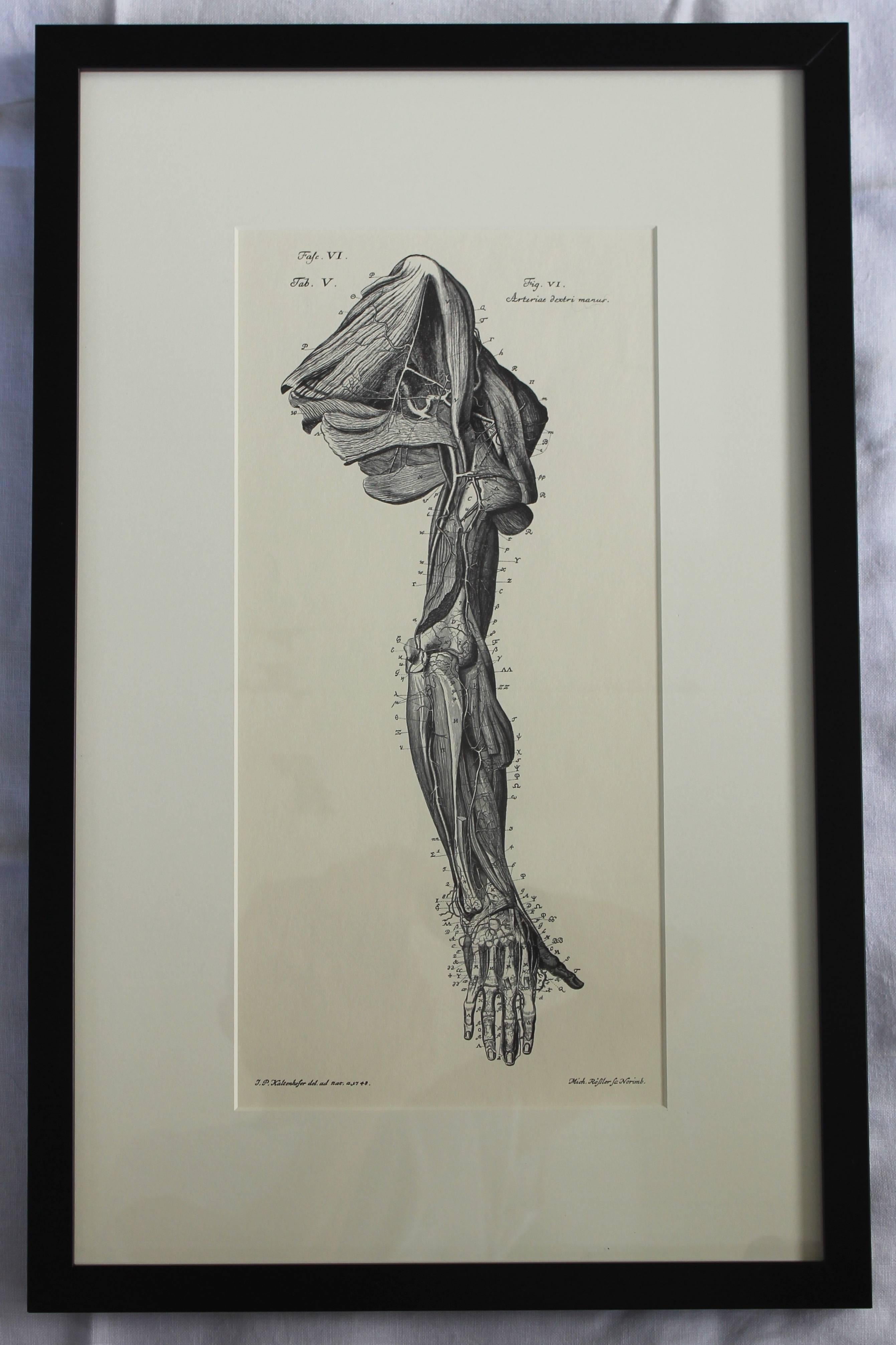 Set of Eight Anatomical Lithographs after Albrecht Von Haller For Sale 2