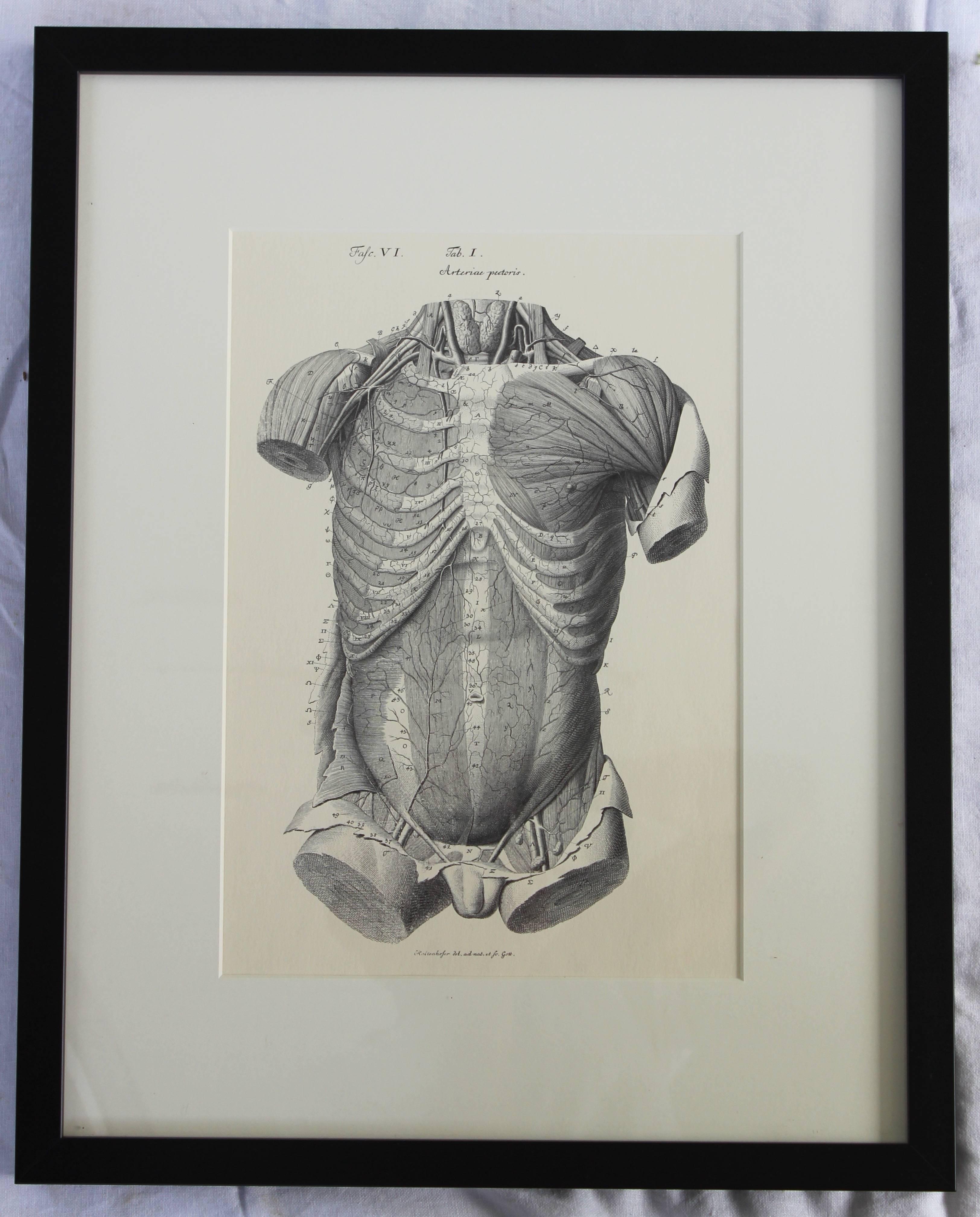 Ensemble de huit lithographies anatomiques d'après Albrecht Von Haller en vente 3