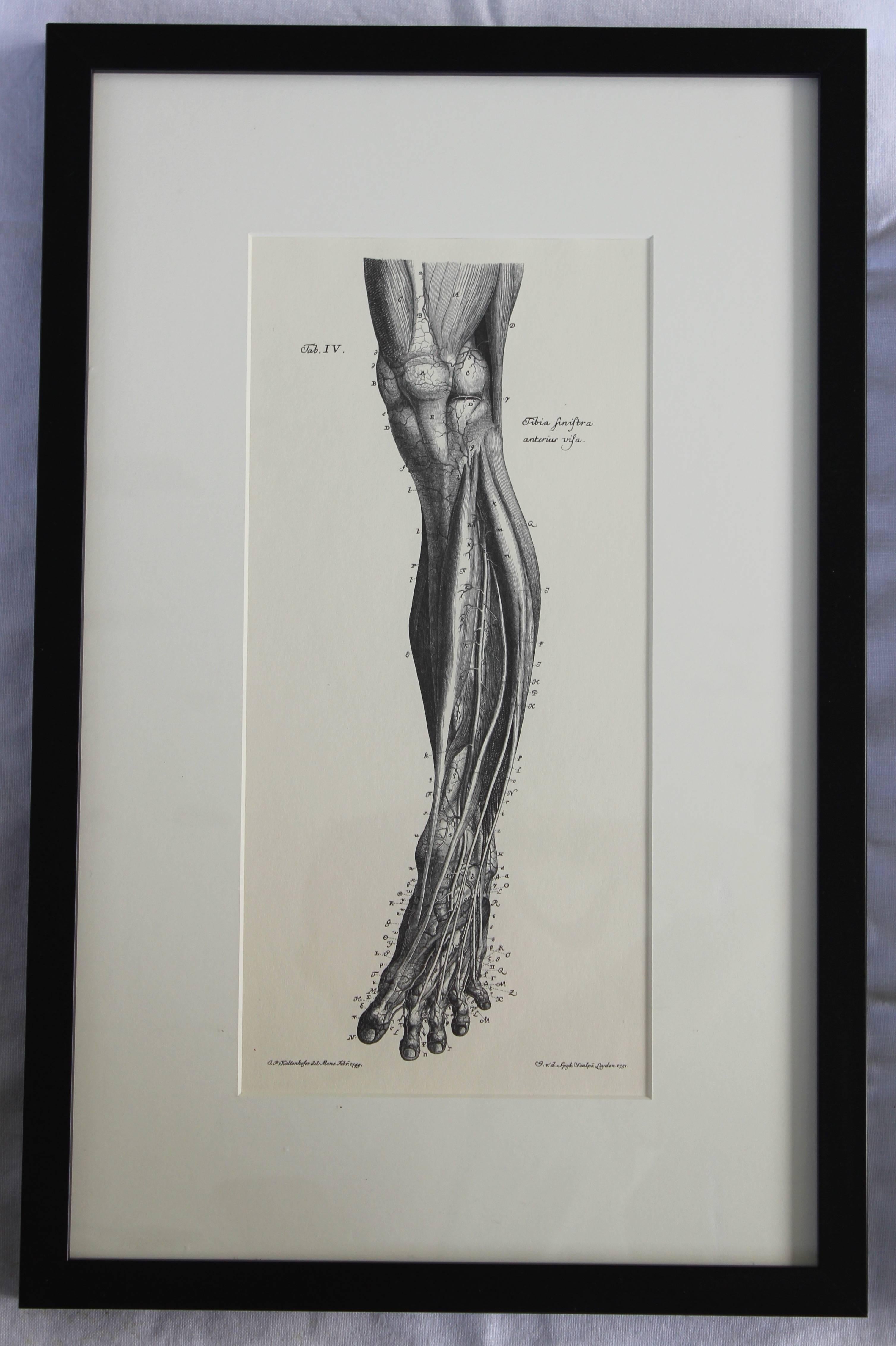 Set of Eight Anatomical Lithographs after Albrecht Von Haller For Sale 4