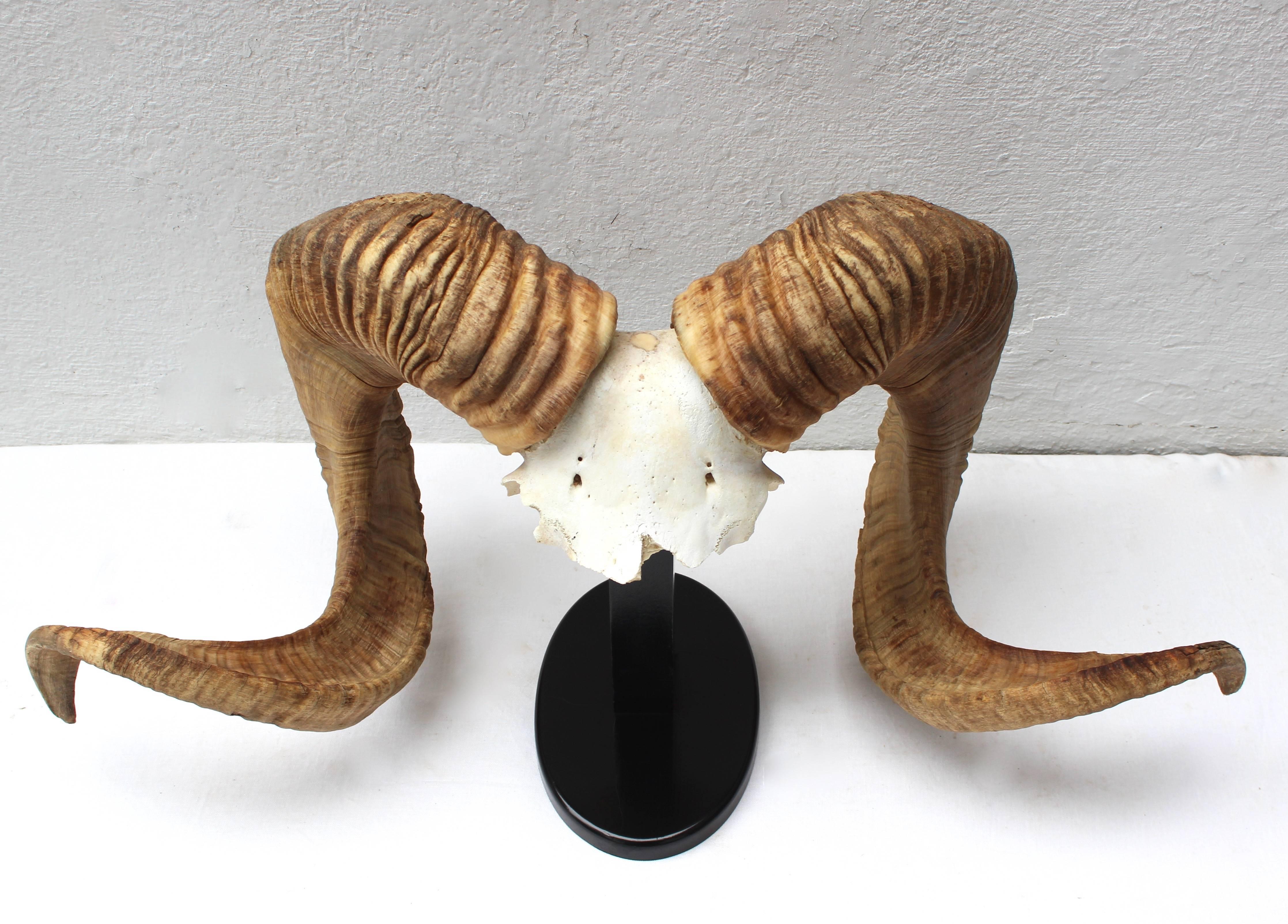 Large and impressive pair of mounted Ram Horns on a wood base. Can be used as a freestanding sculpture or hung on the wall. Span across the horns of 36".