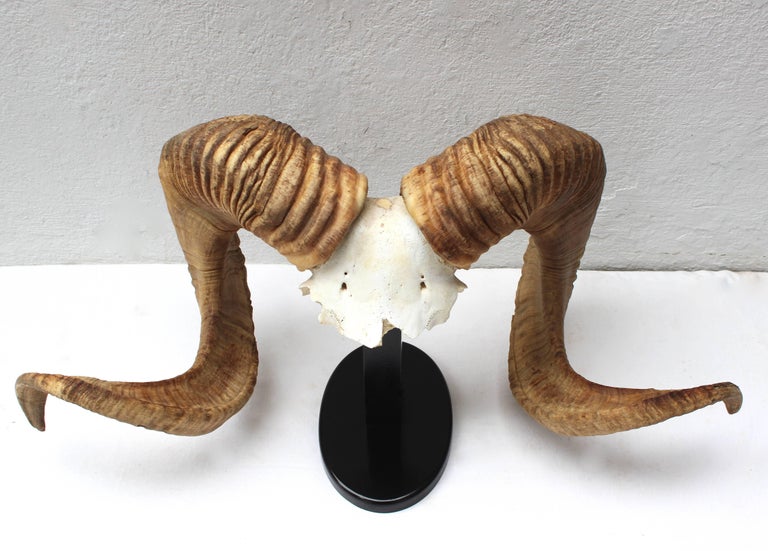 Large Ram Horn Mount at 1stDibs ram horns for sale, ram horns