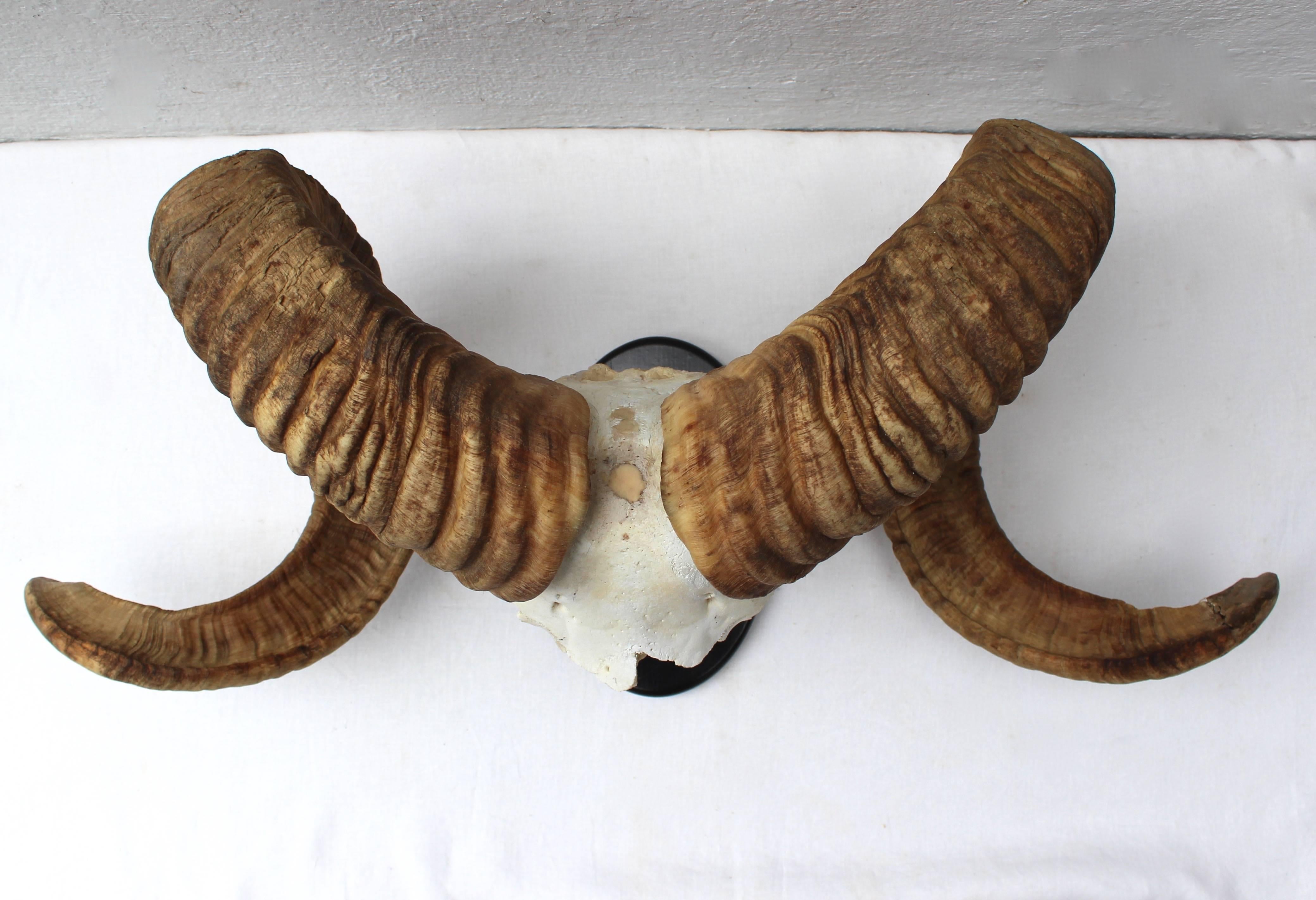 large ram horns