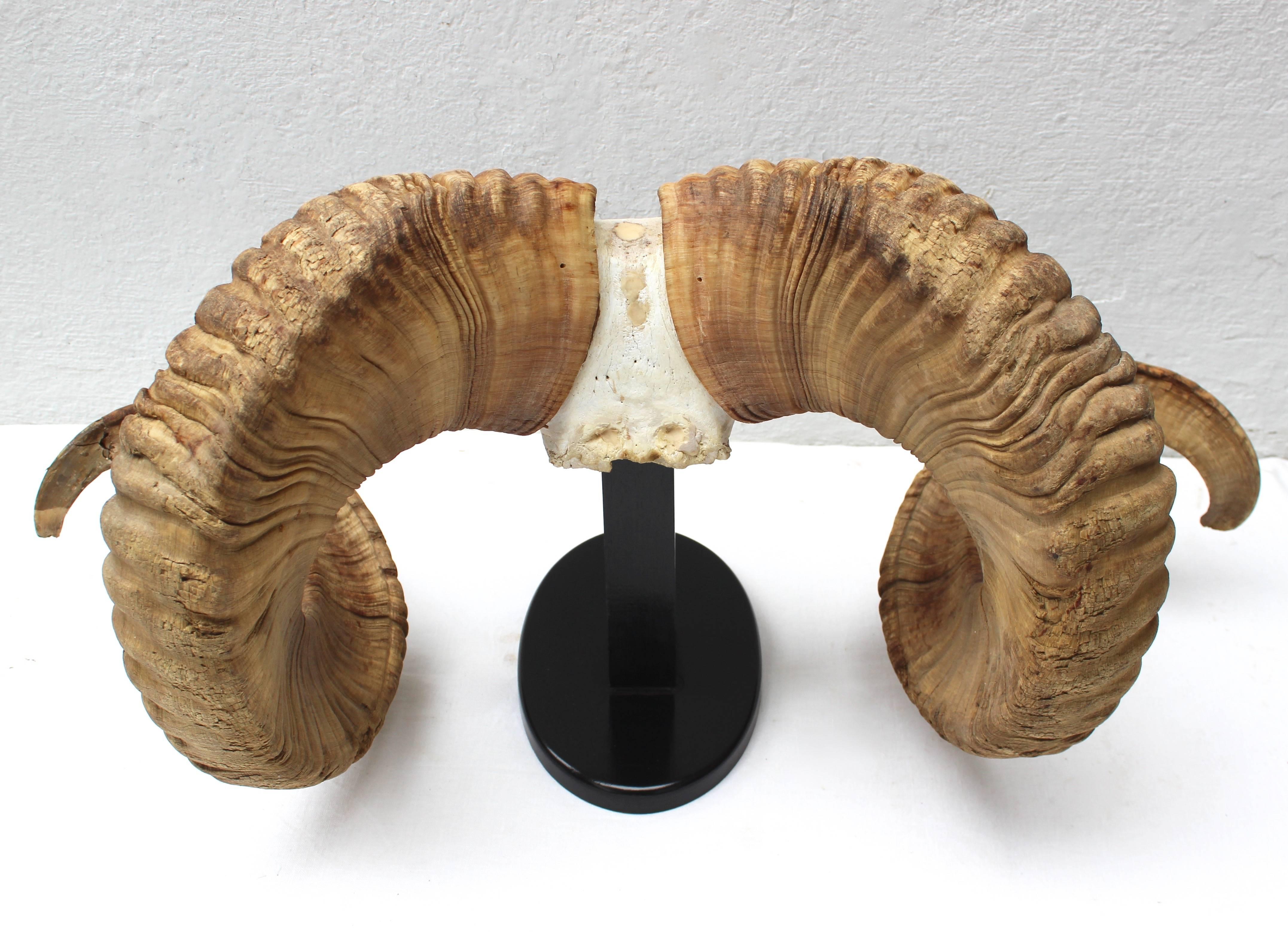 Large Ram Horn Mount In Good Condition In East Hampton, NY