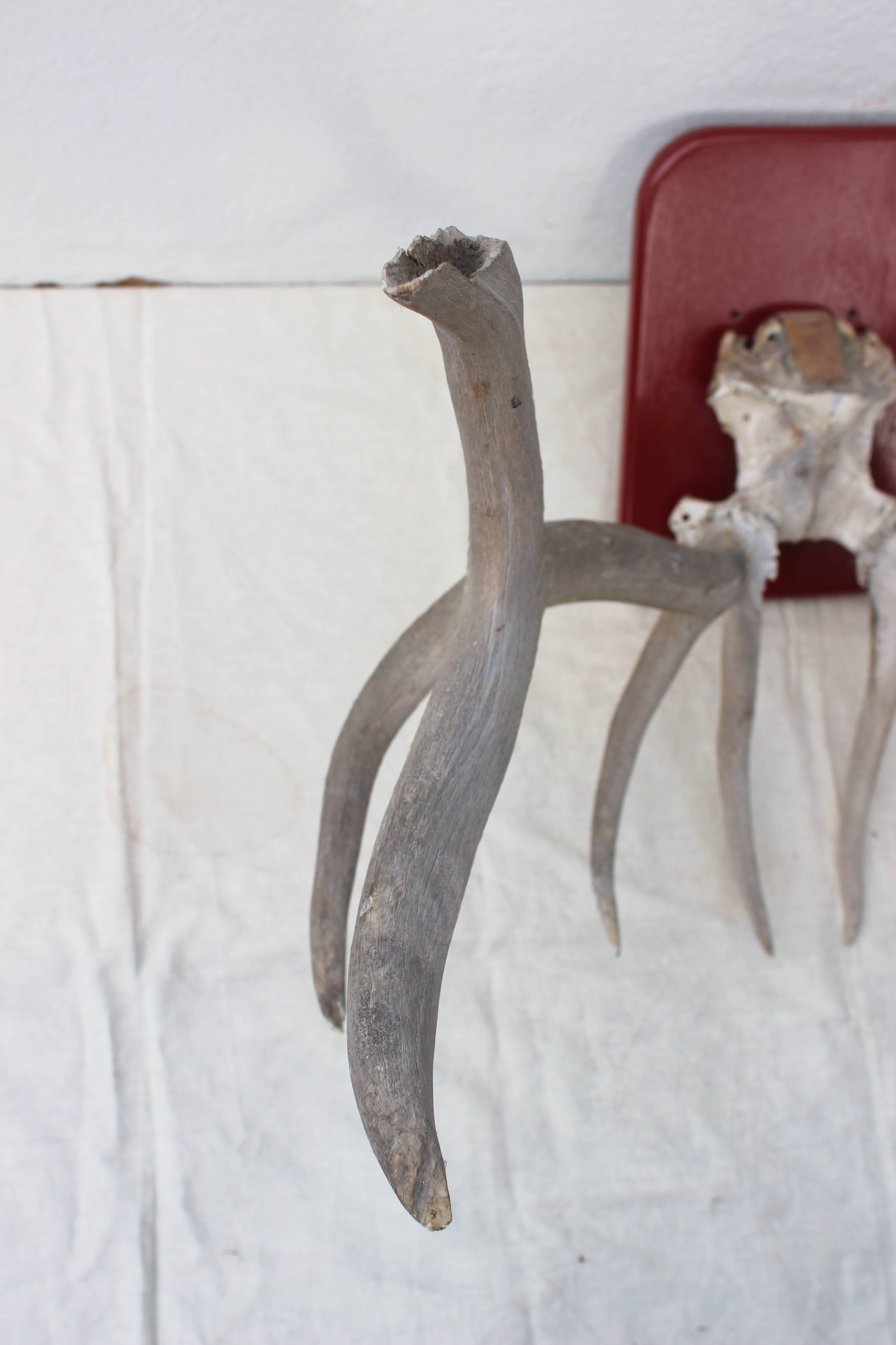 Large Deer Antlers Mount 1