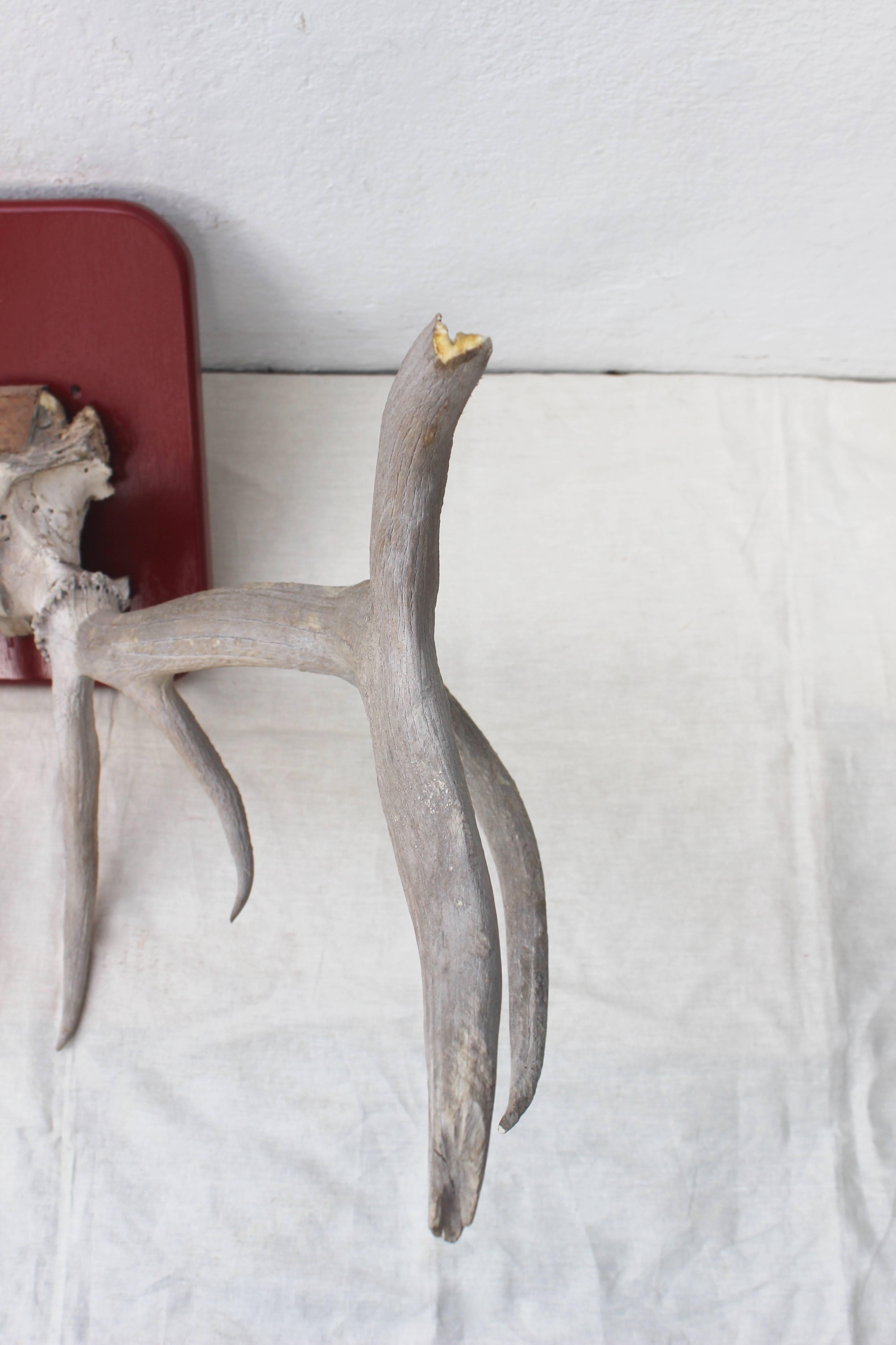 20th Century Large Deer Antlers Mount