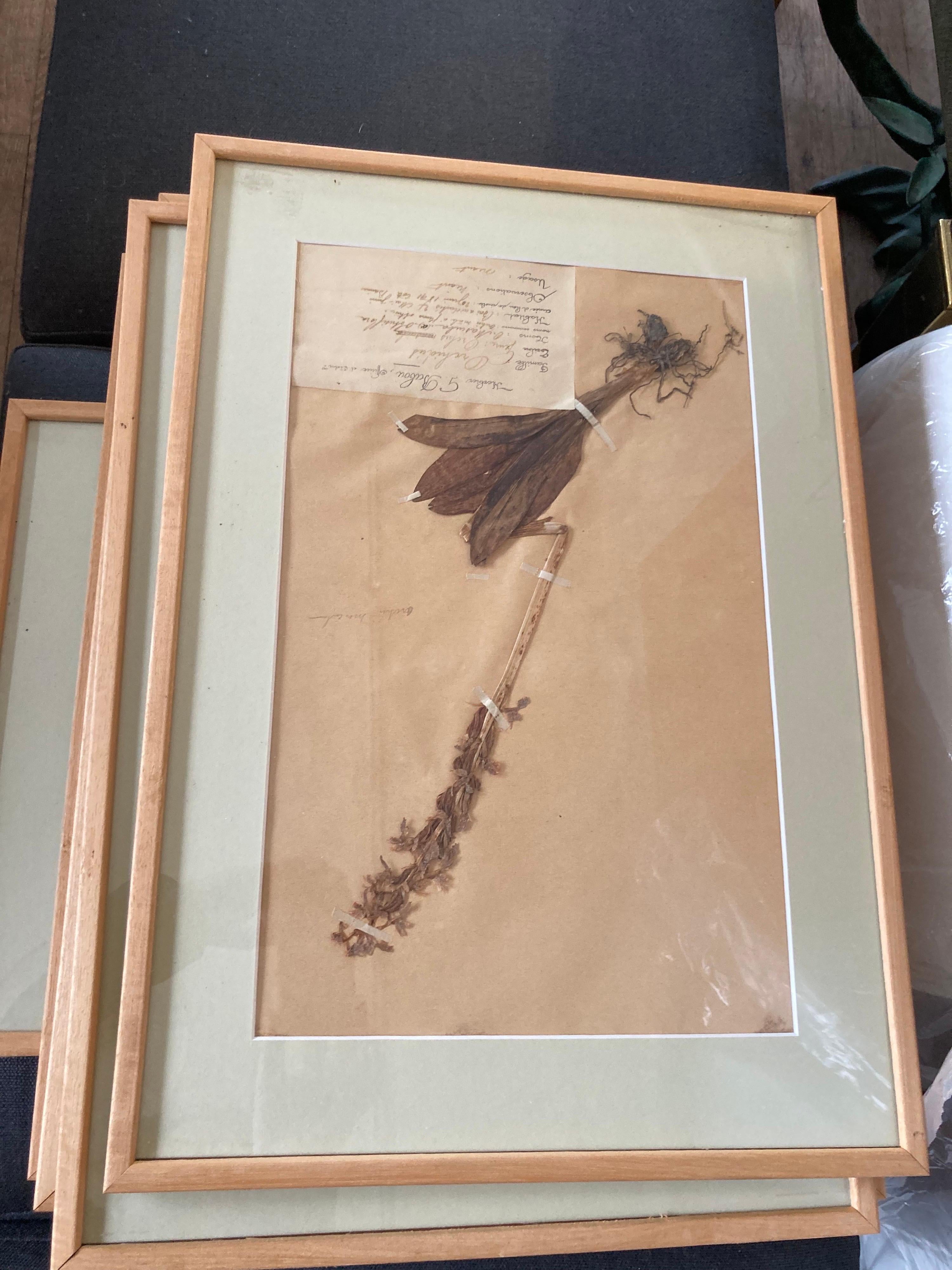 Set of '15' 19th Century Framed Botanical Specimens For Sale 15
