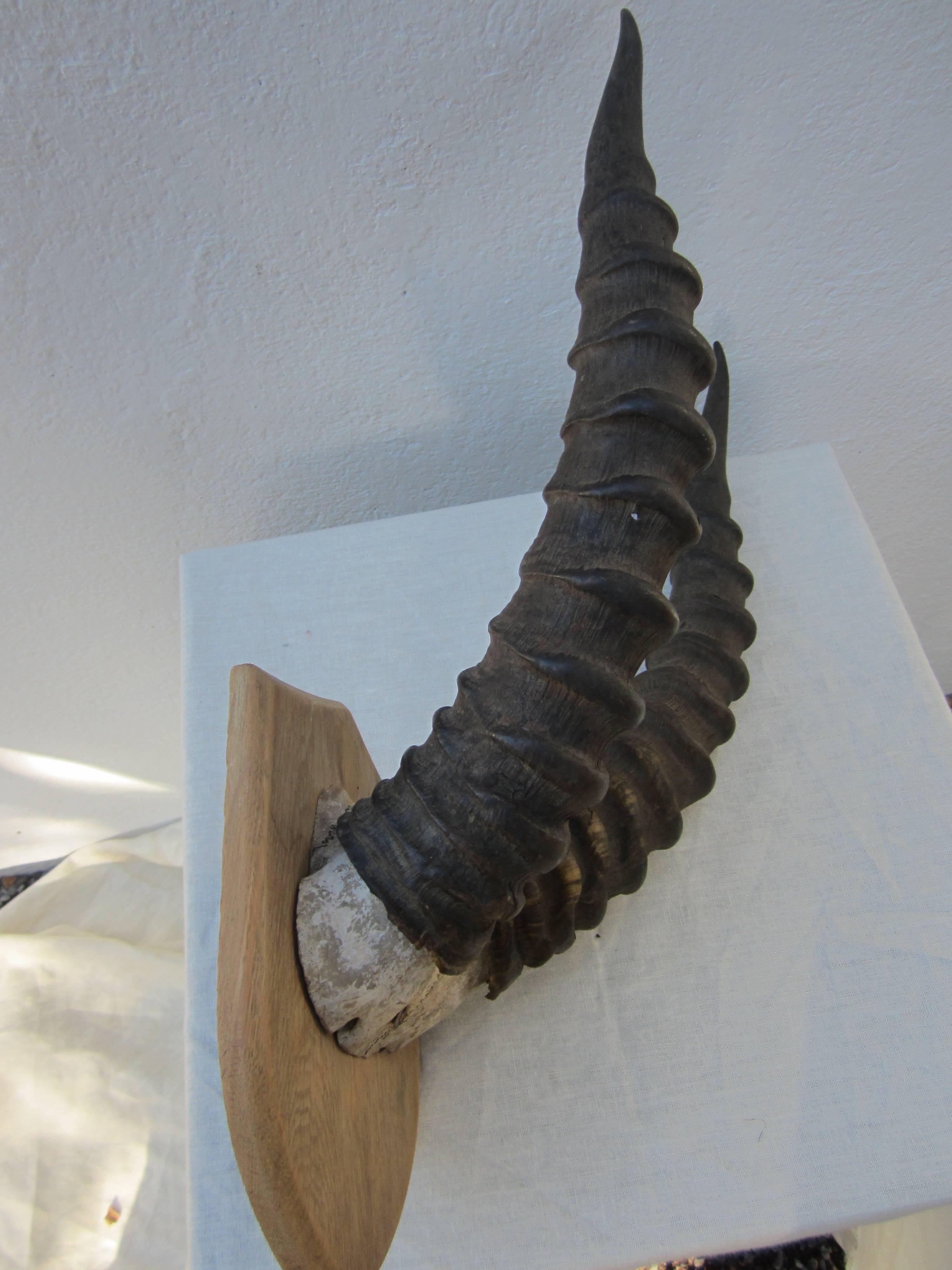 roan horn
