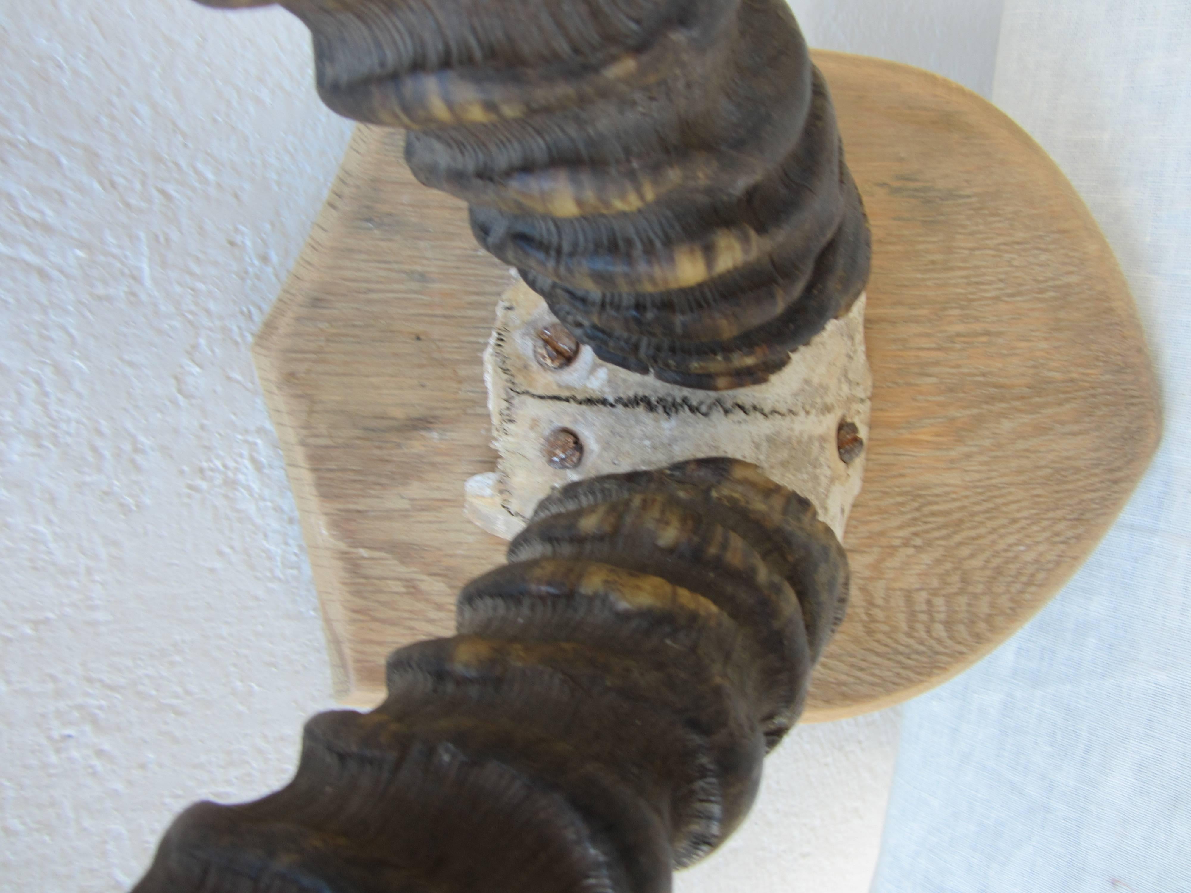 Pair of Roan Antelope Horns In Excellent Condition In East Hampton, NY