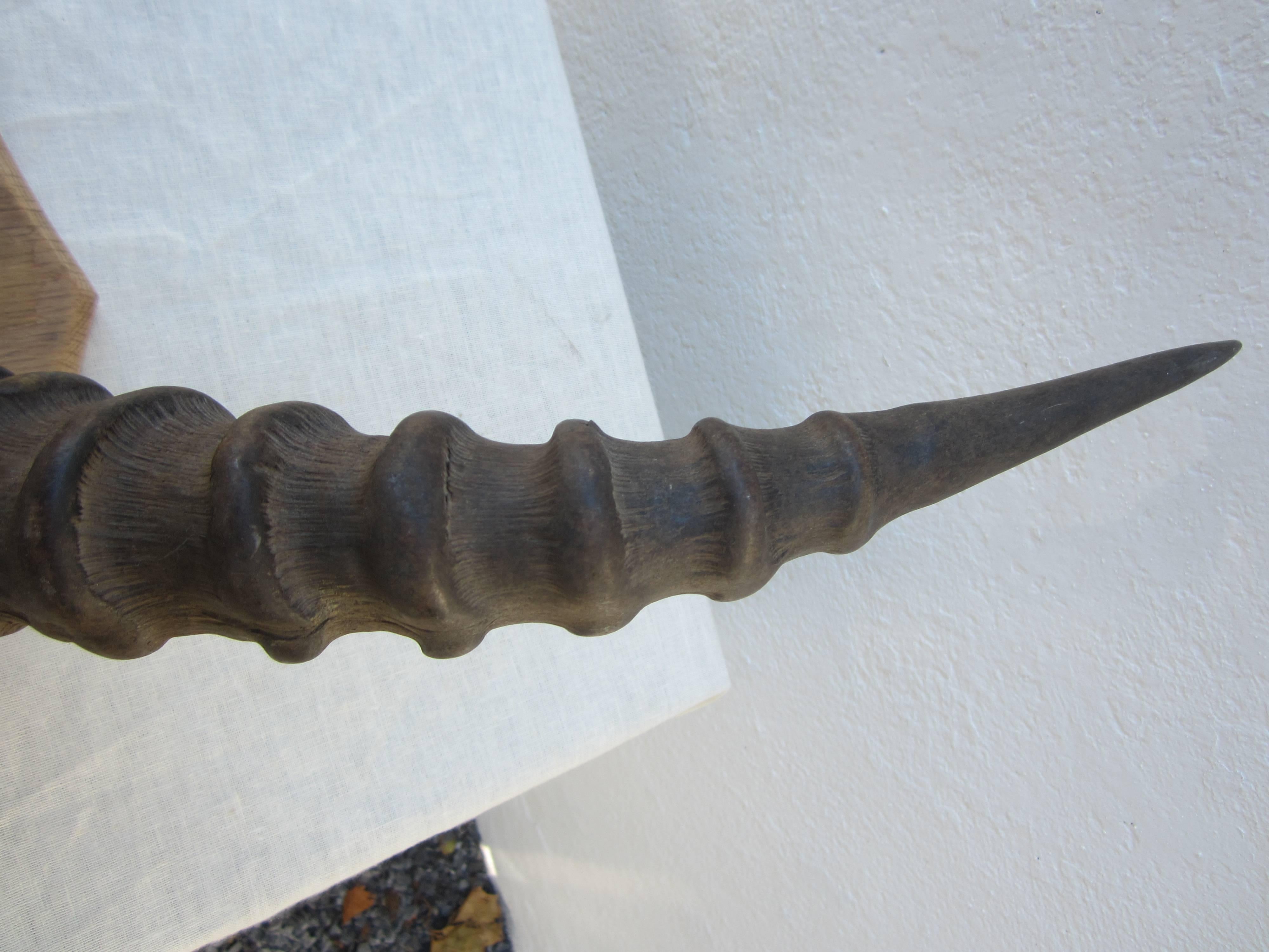 Mounted pair of roan antelope horns on a smooth oak shield....