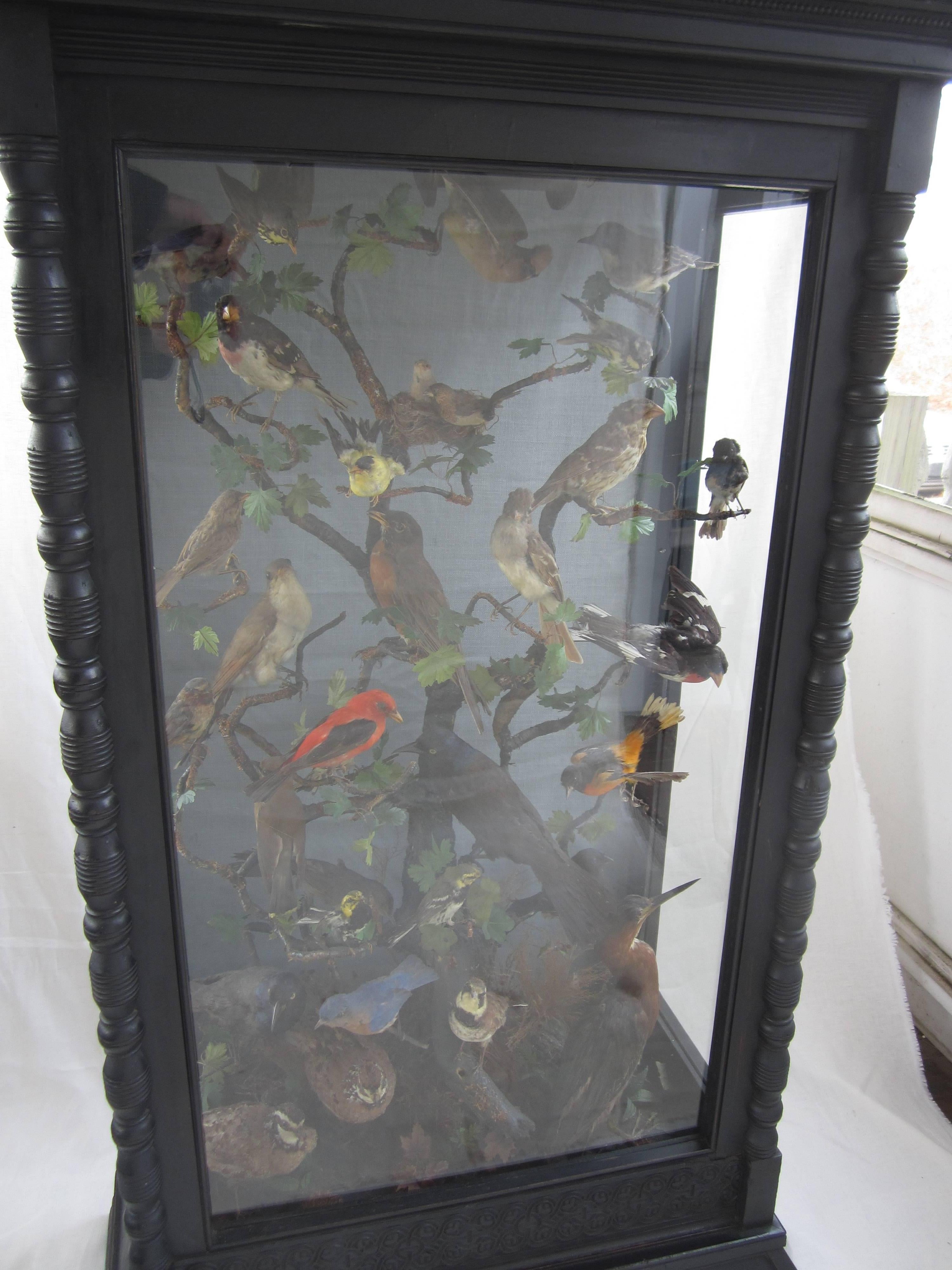 Large Victorian Diorama of Birds 4