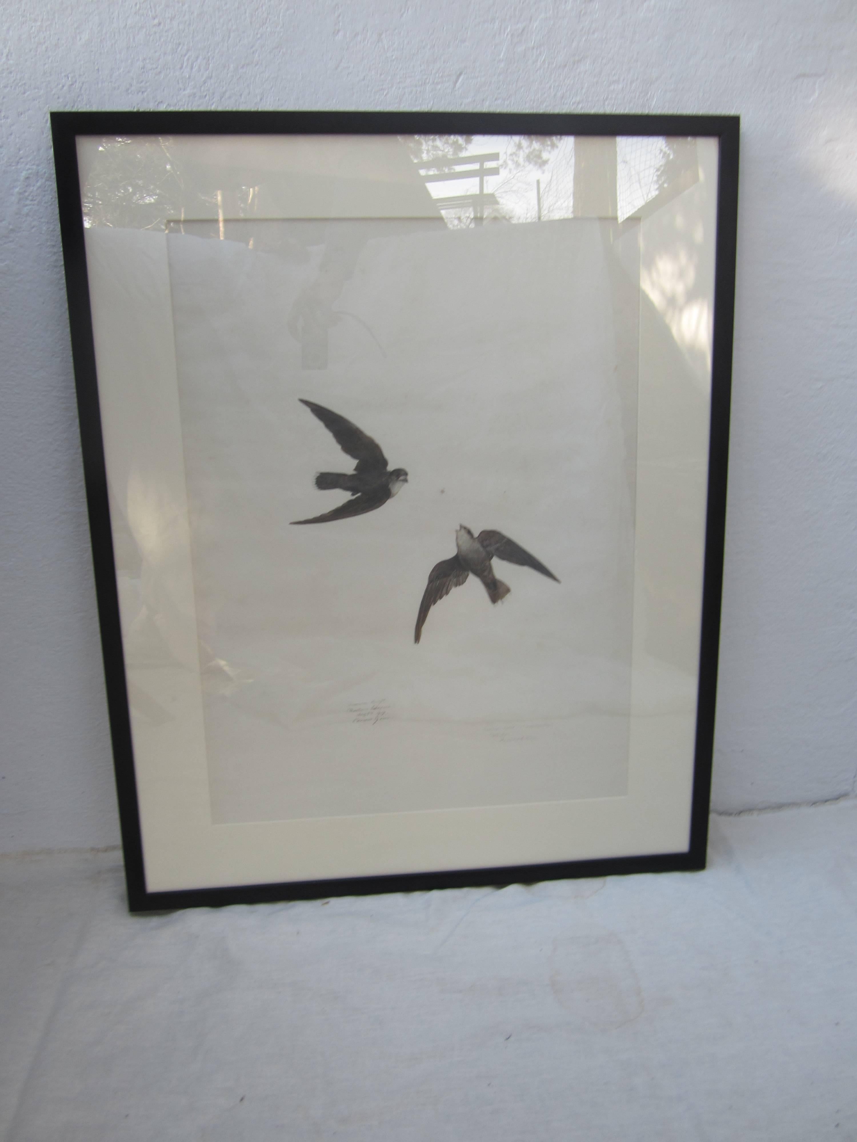 American swift (Chaetura Pelagica) print by Carroll Sargent Tyson, Jr. (1878-1956)

Signed and dated 1919.