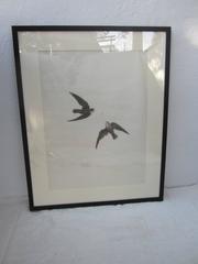 American Swift 'Chaetura Pelagica' Print by Carroll Sargent Tyson