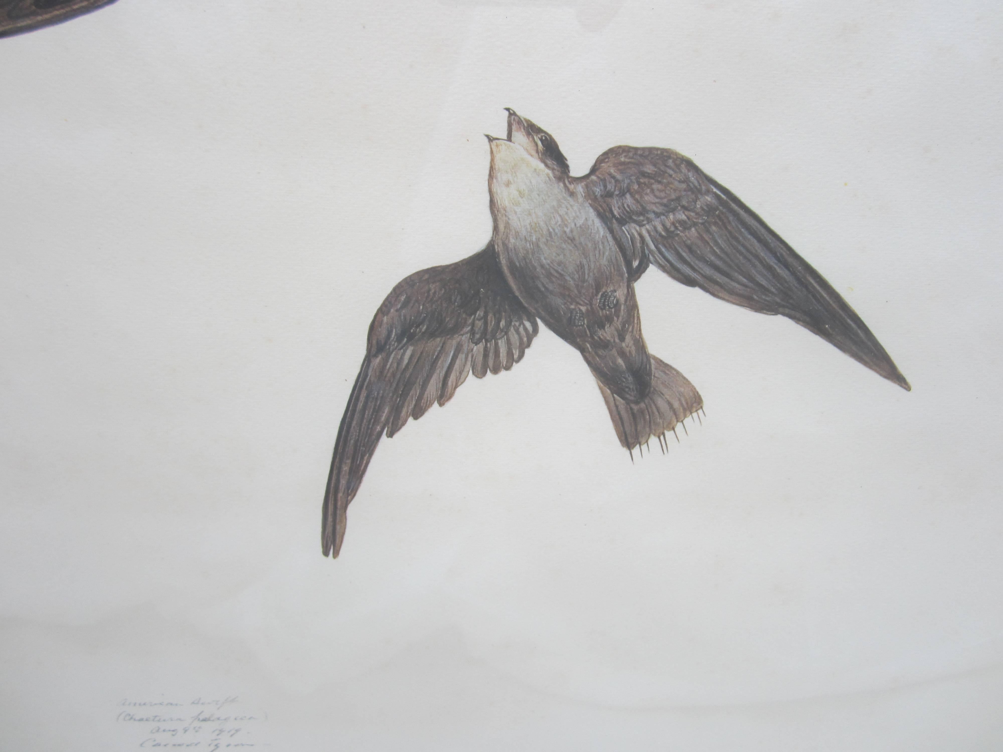 Early 20th Century American Swift 'Chaetura Pelagica' Print by Carroll Sargent Tyson