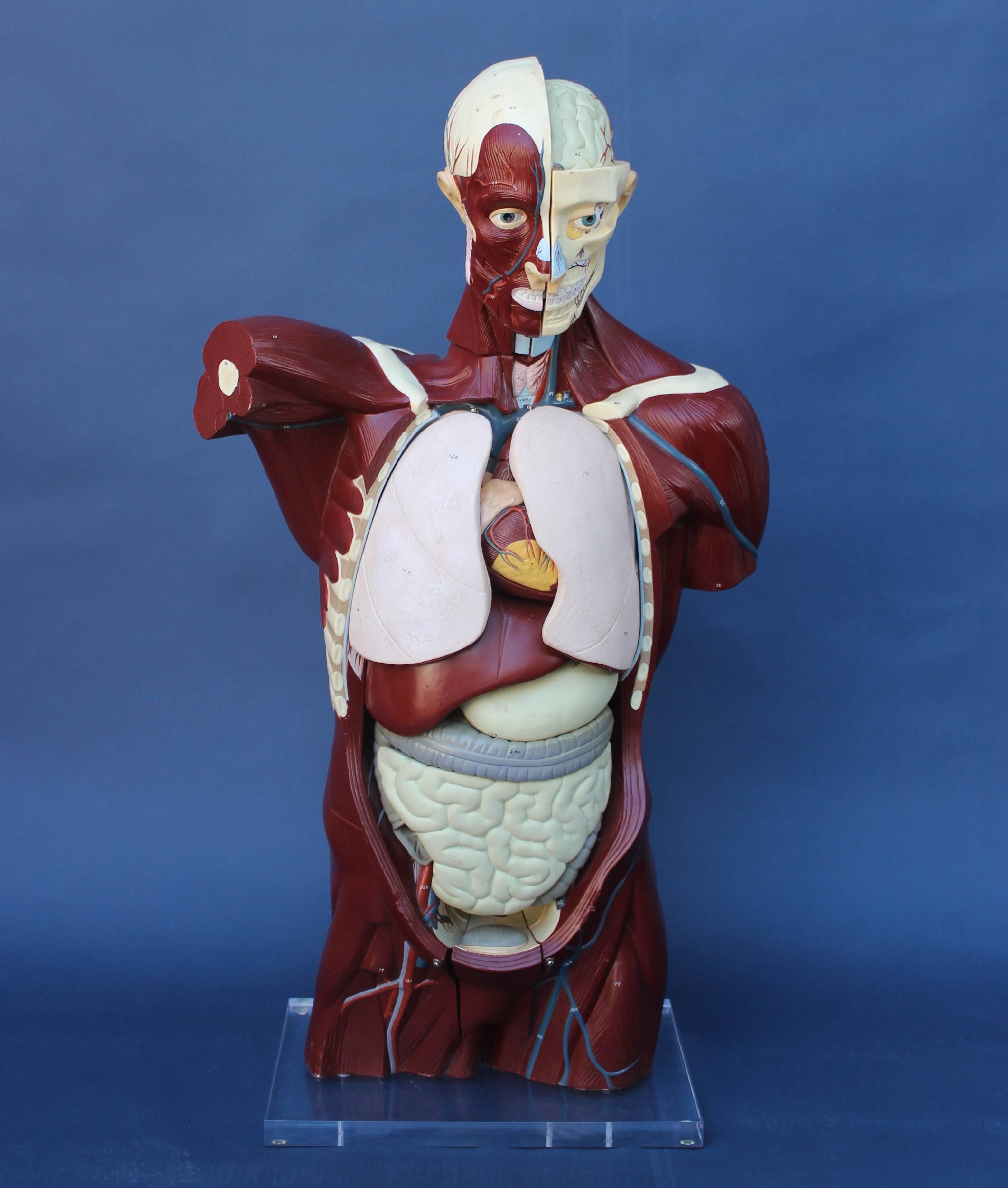 Life-size anatomical model on Lucite base...
all the individual organs hang in torso...
a great learning device and conversation piece...