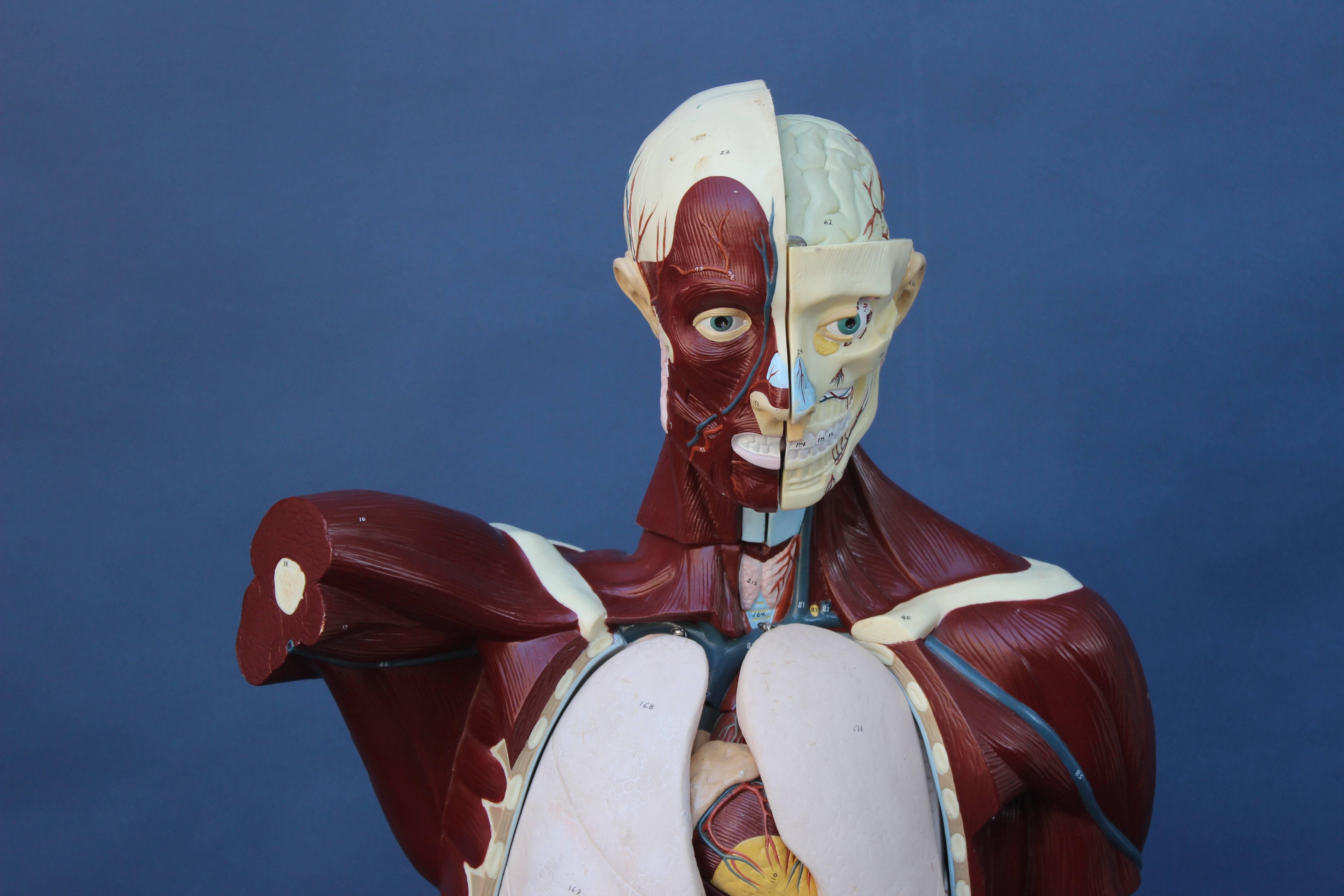 American Mid-Century Anatomical Model