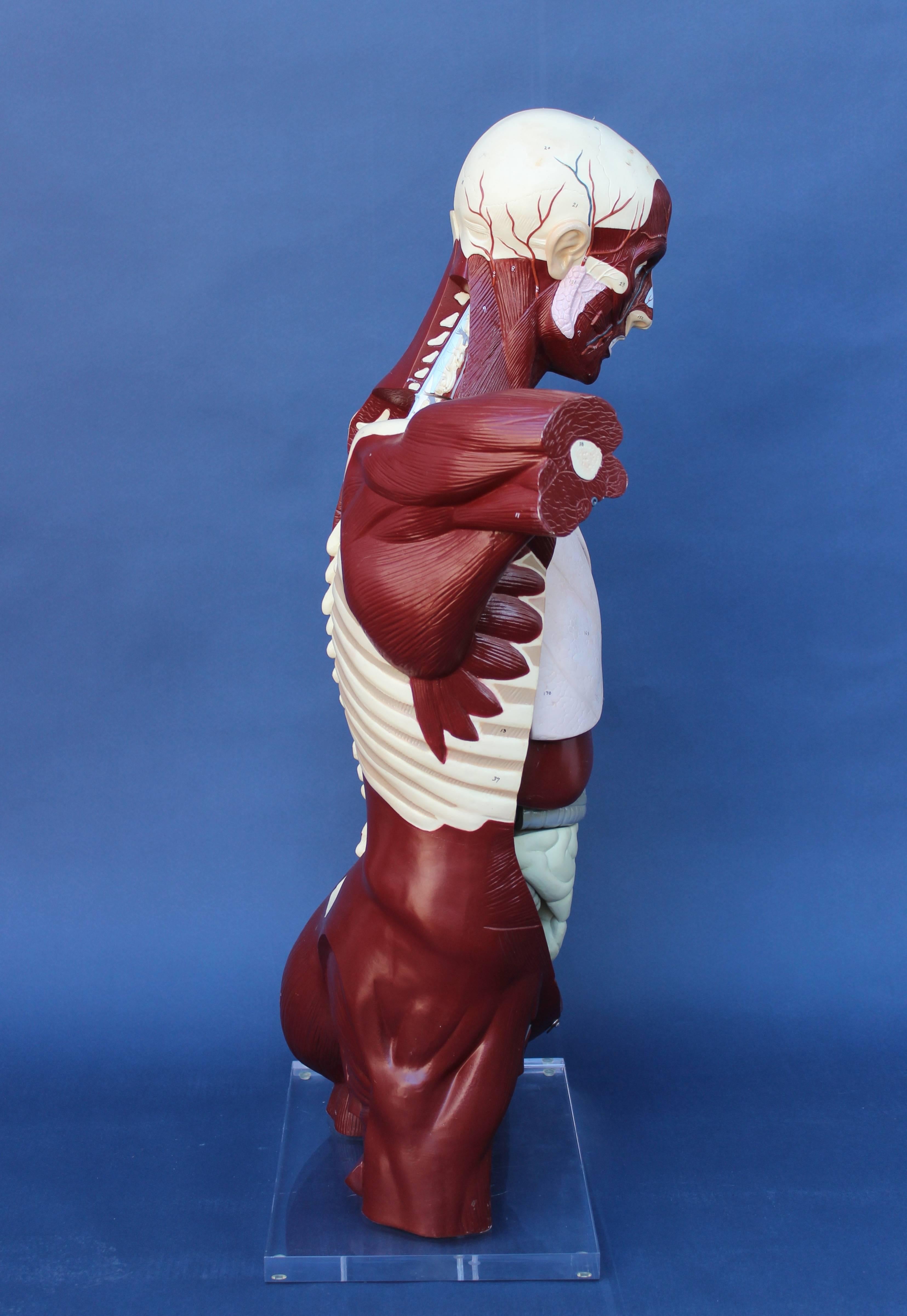 Mid-20th Century Mid-Century Anatomical Model
