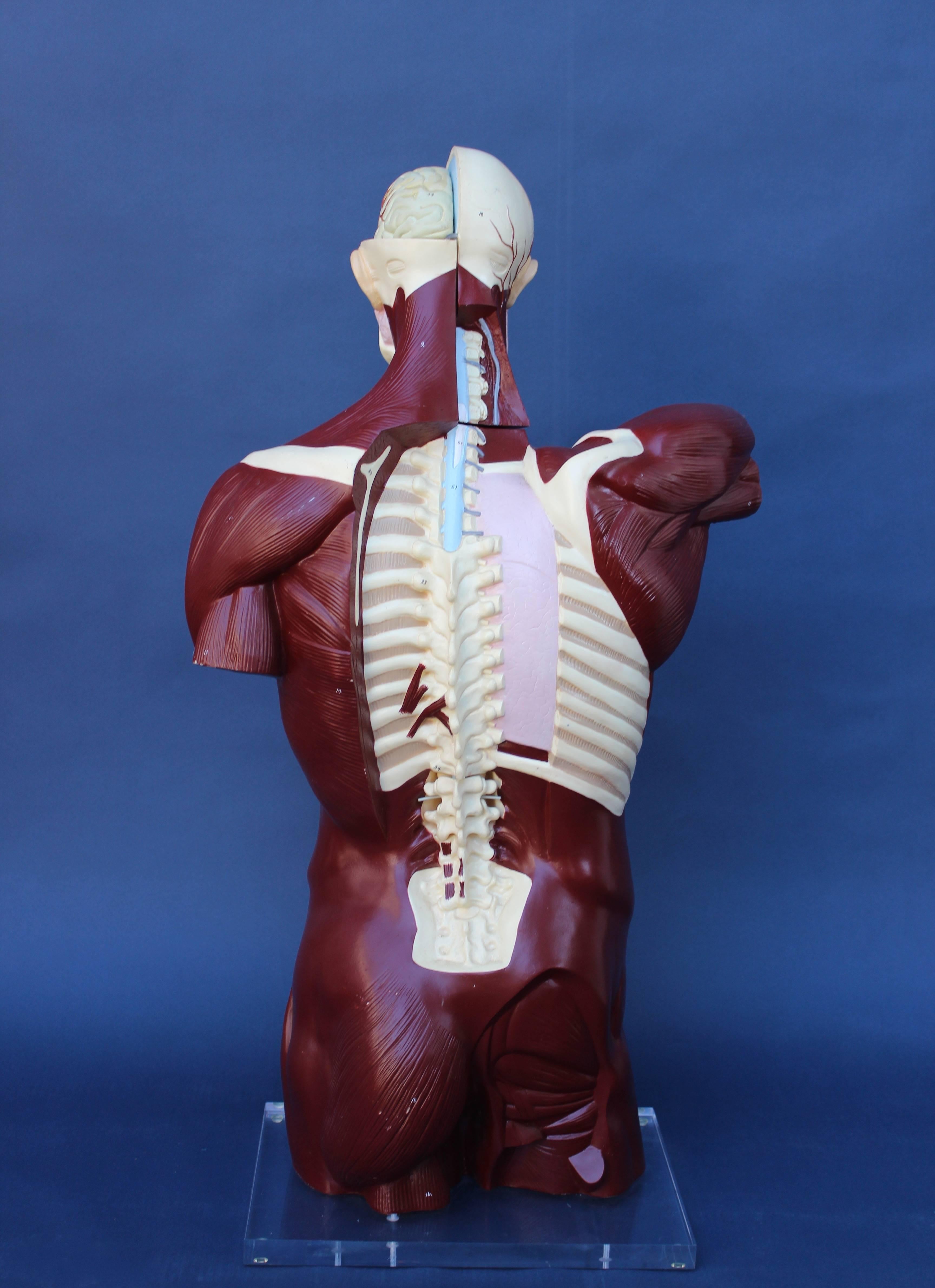 Plastic Mid-Century Anatomical Model