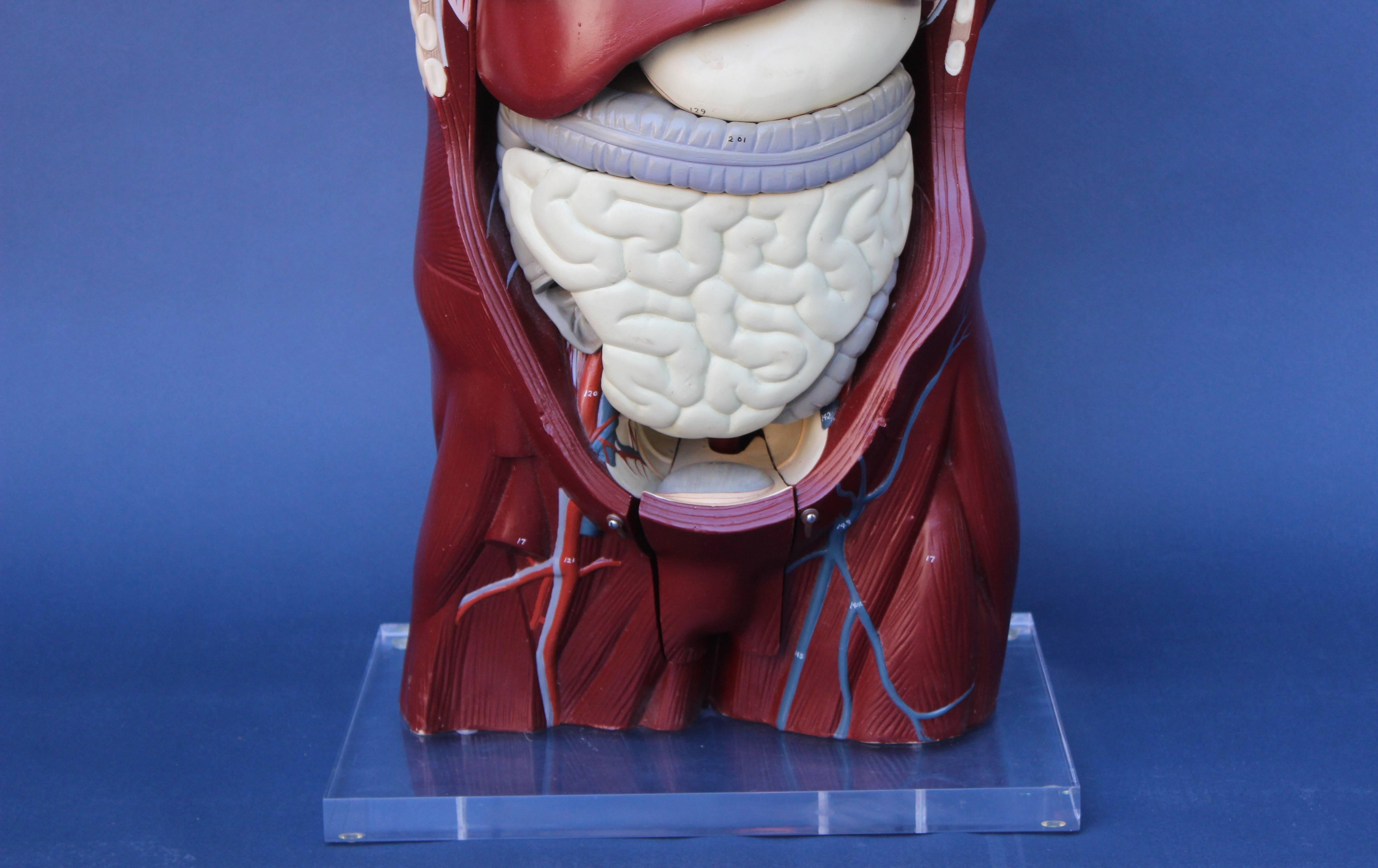 Mid-Century Anatomical Model In Excellent Condition In East Hampton, NY