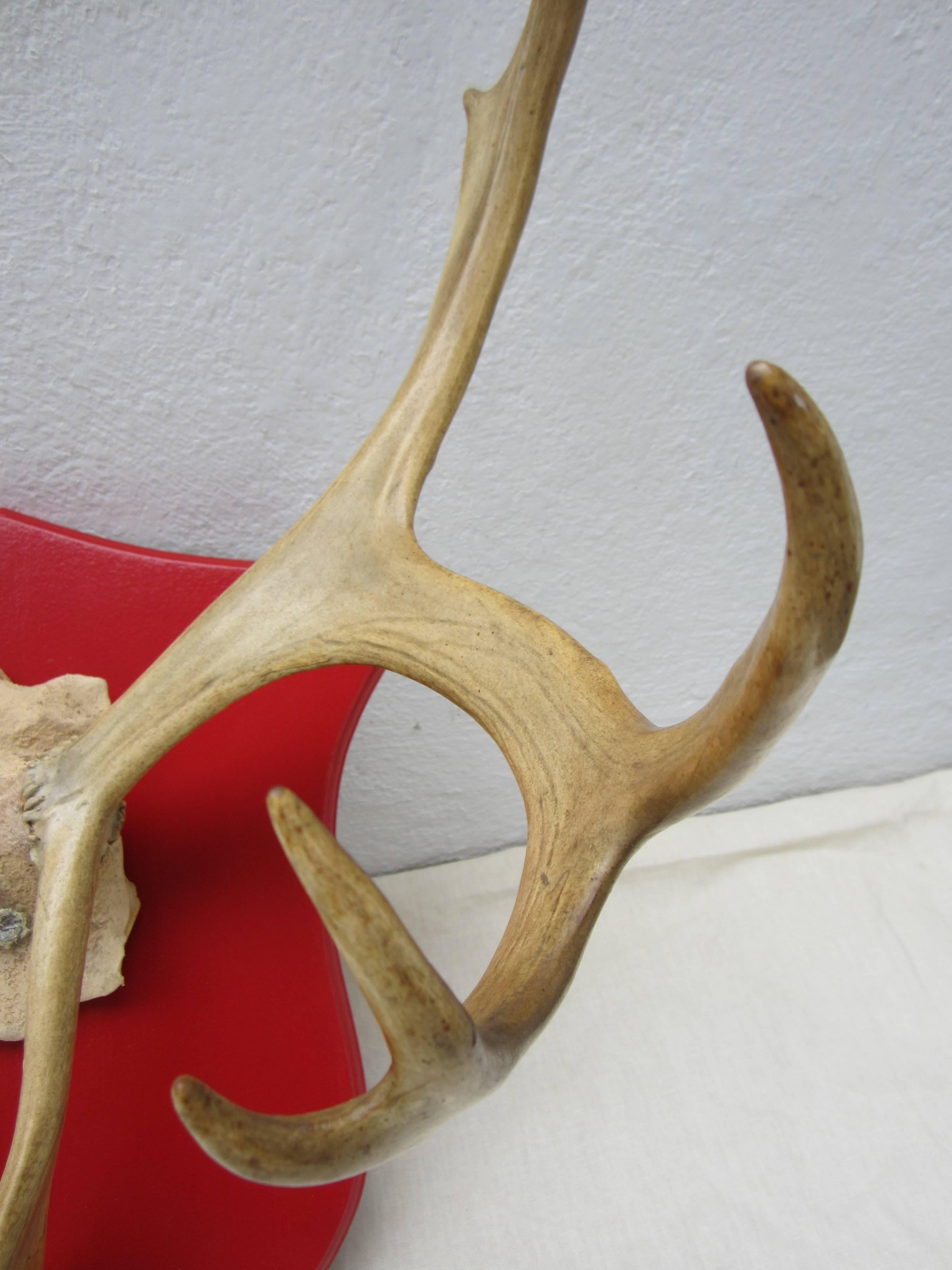 Set of large caribou antlers mounted on wood wall plaque pained in high gloss red.