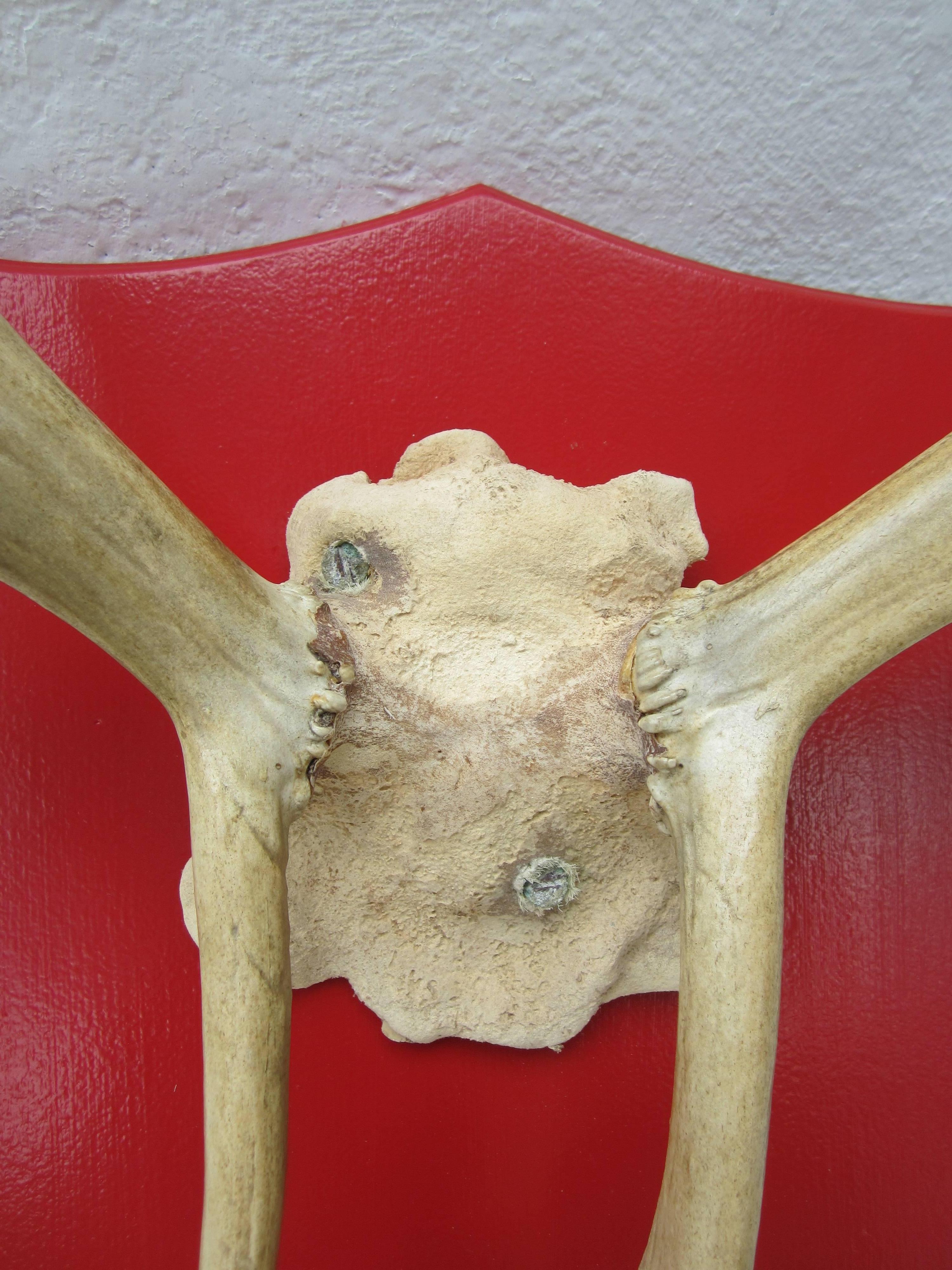 Mid-20th Century Large Caribou Antlers