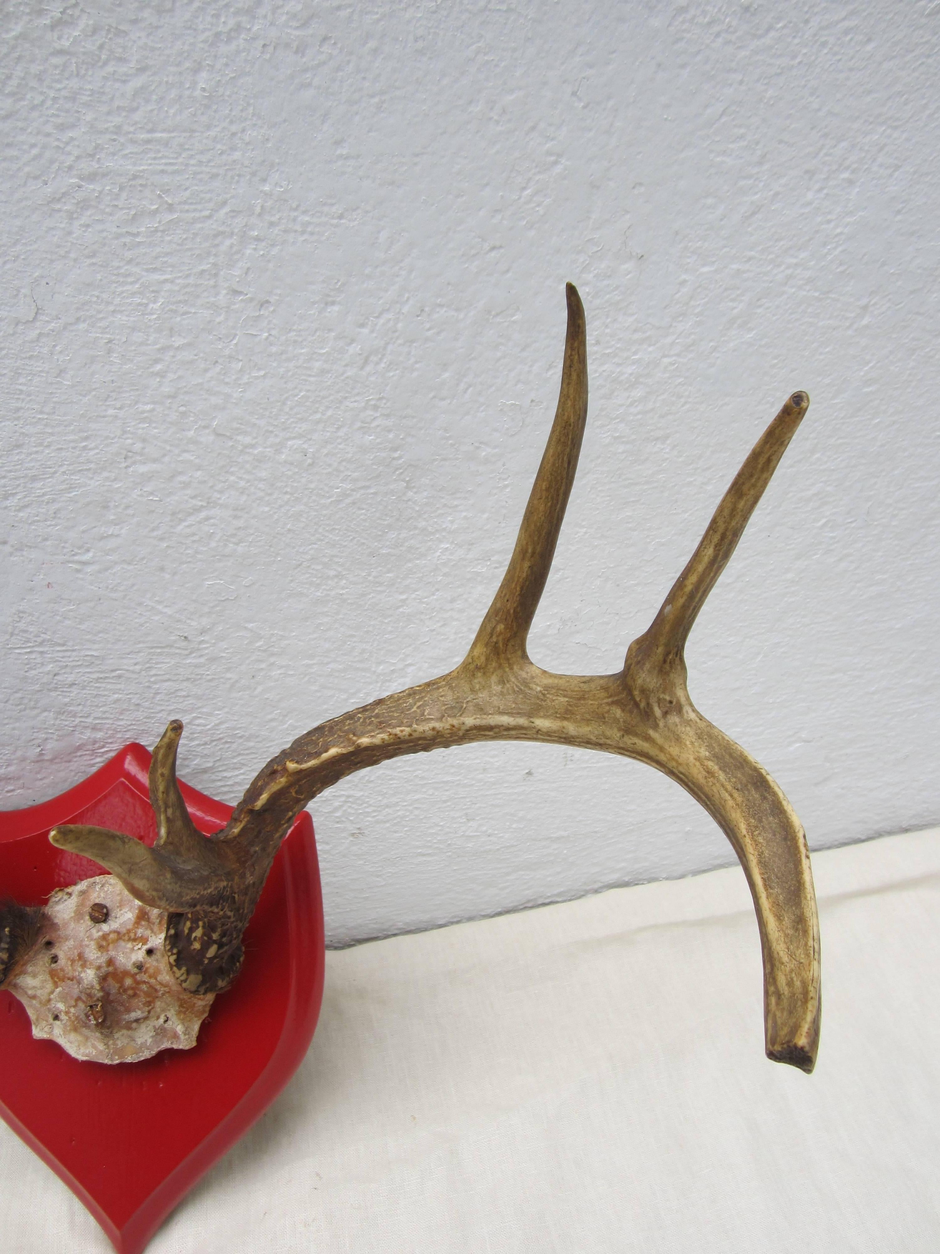 Set of deer antlers mounted on wood plaque.