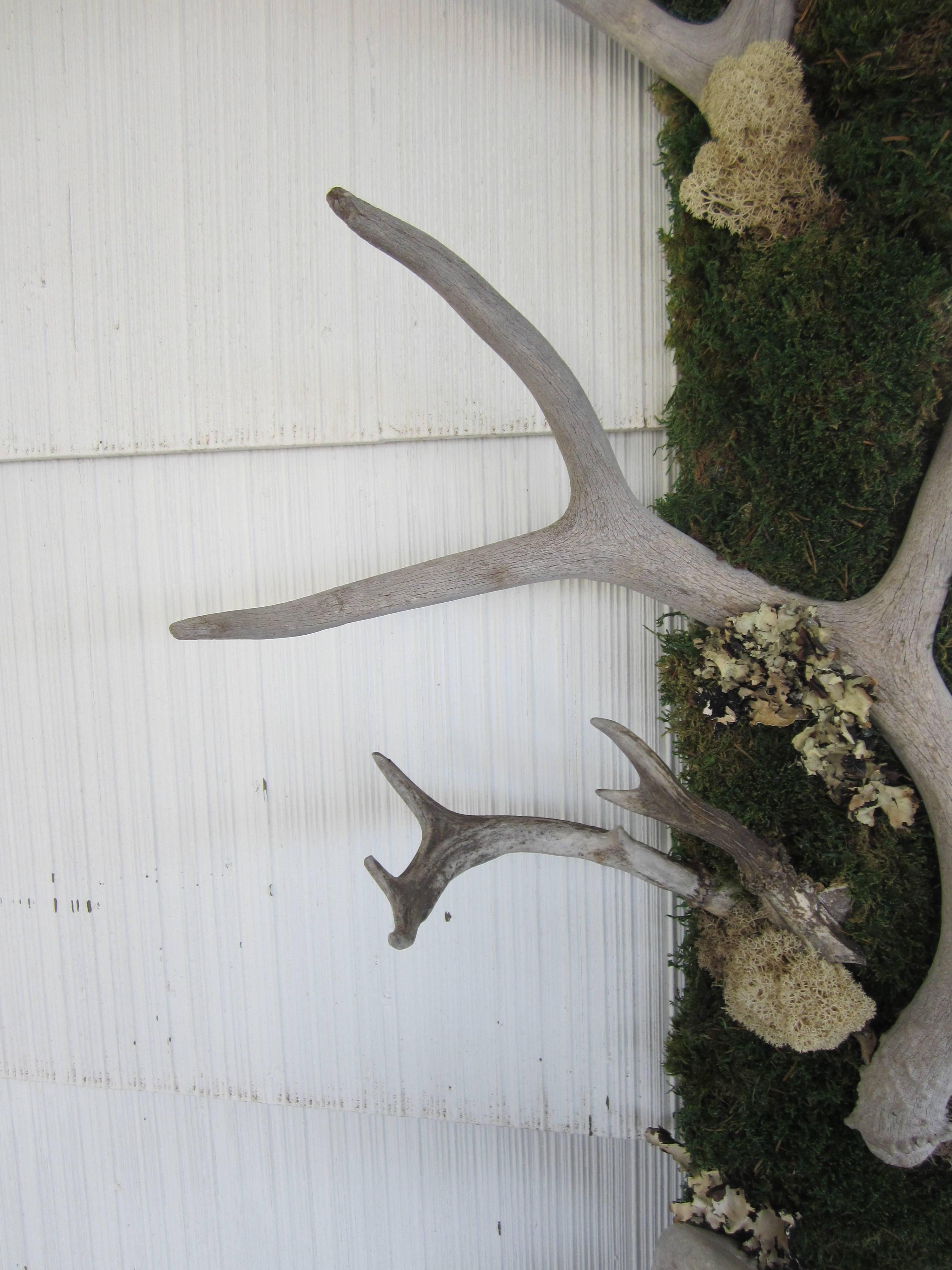 Beautiful antler and preserved moss framed mirror.... new mirror with refurbished frame of antique antlers with lichen, sheet, and reindeer mosses....